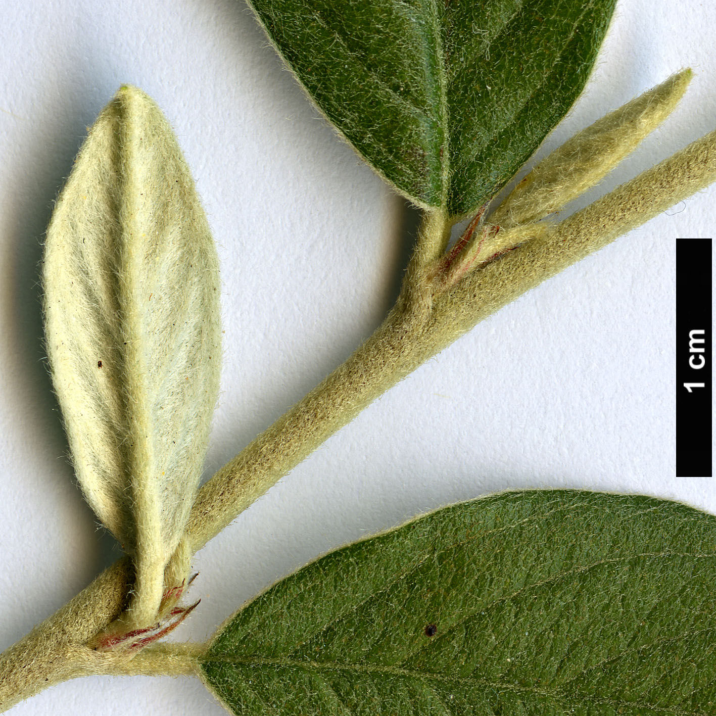High resolution image: Family: Rosaceae - Genus: Cotoneaster - Taxon: leisliei