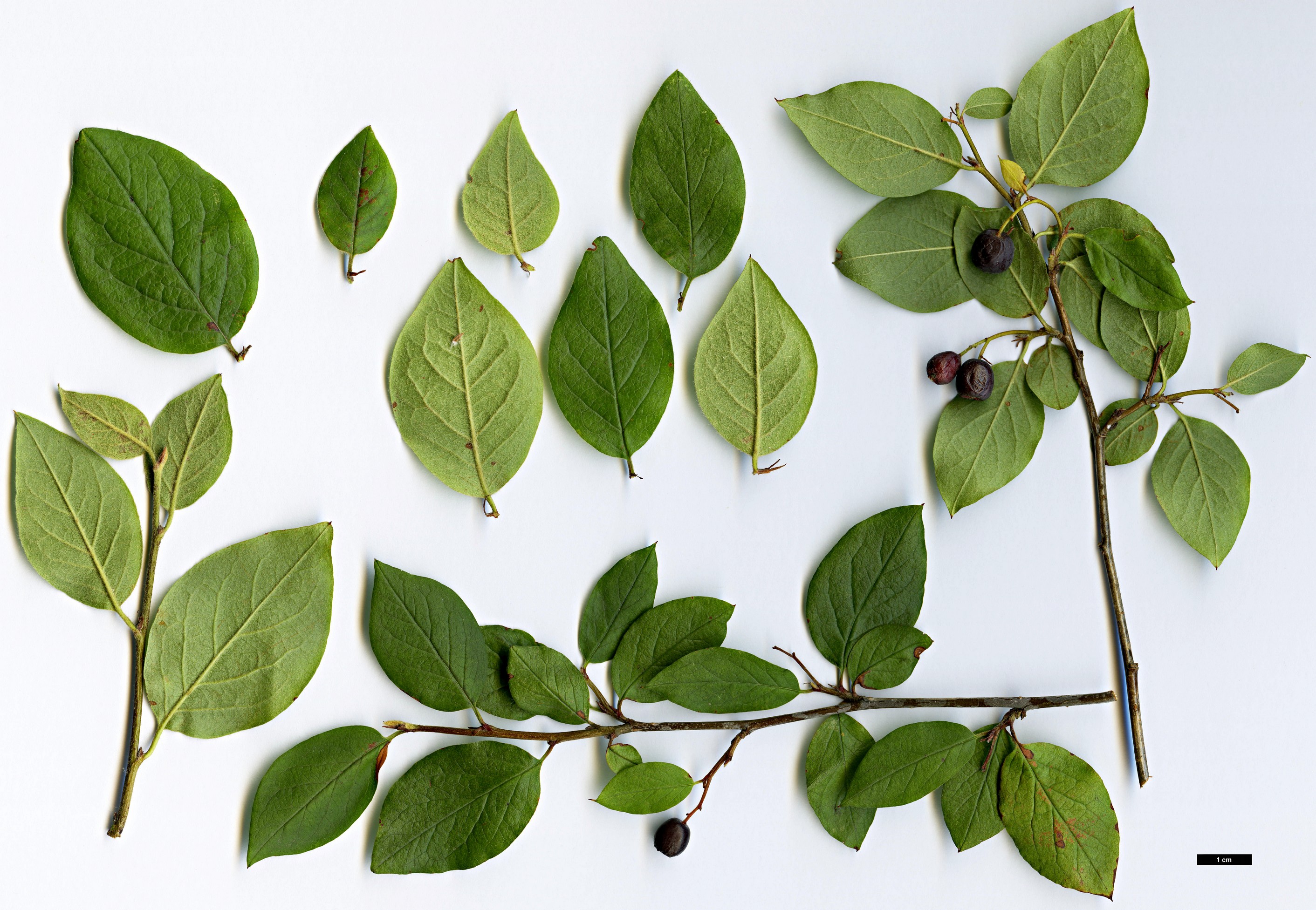 High resolution image: Family: Rosaceae - Genus: Cotoneaster - Taxon: lucidus