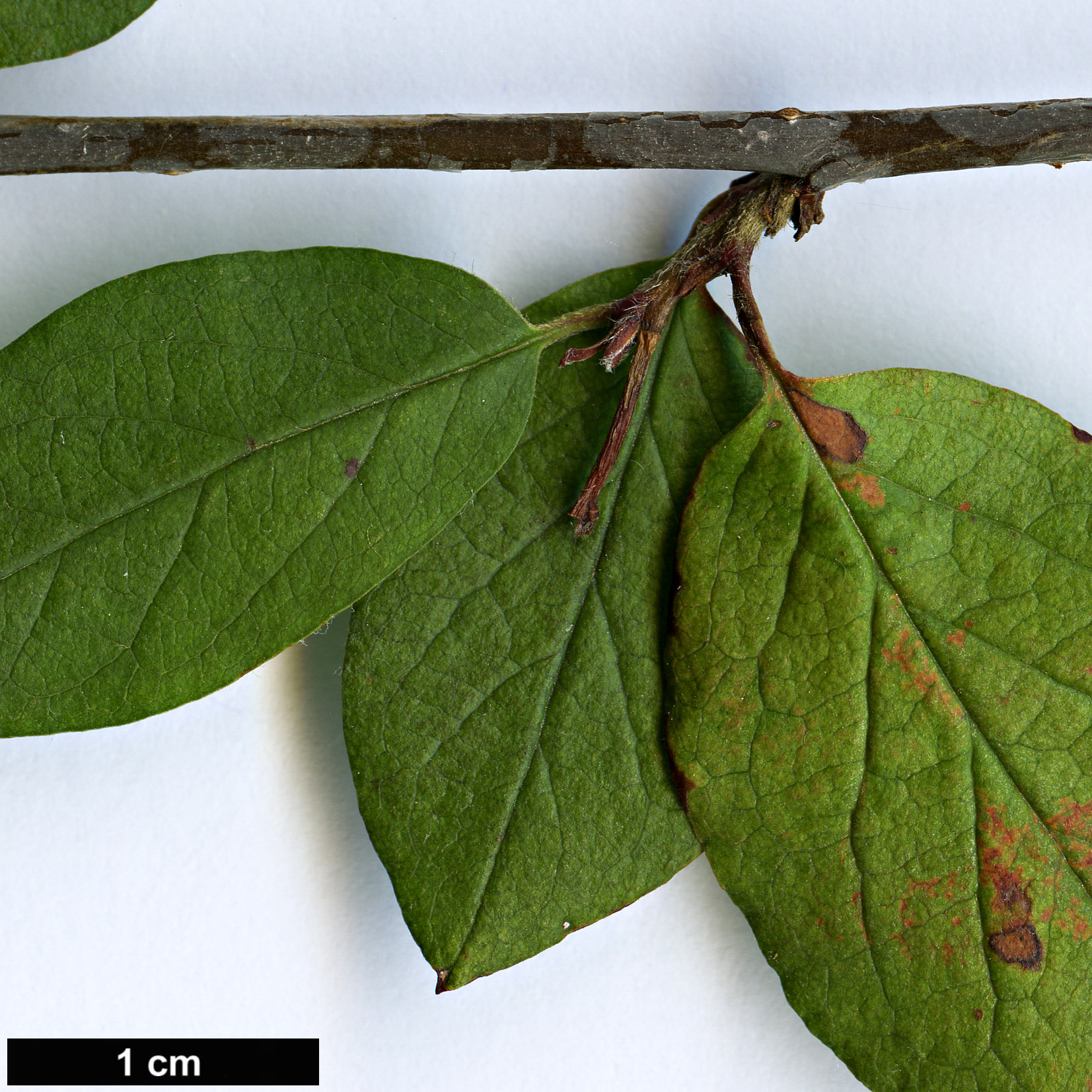 High resolution image: Family: Rosaceae - Genus: Cotoneaster - Taxon: lucidus