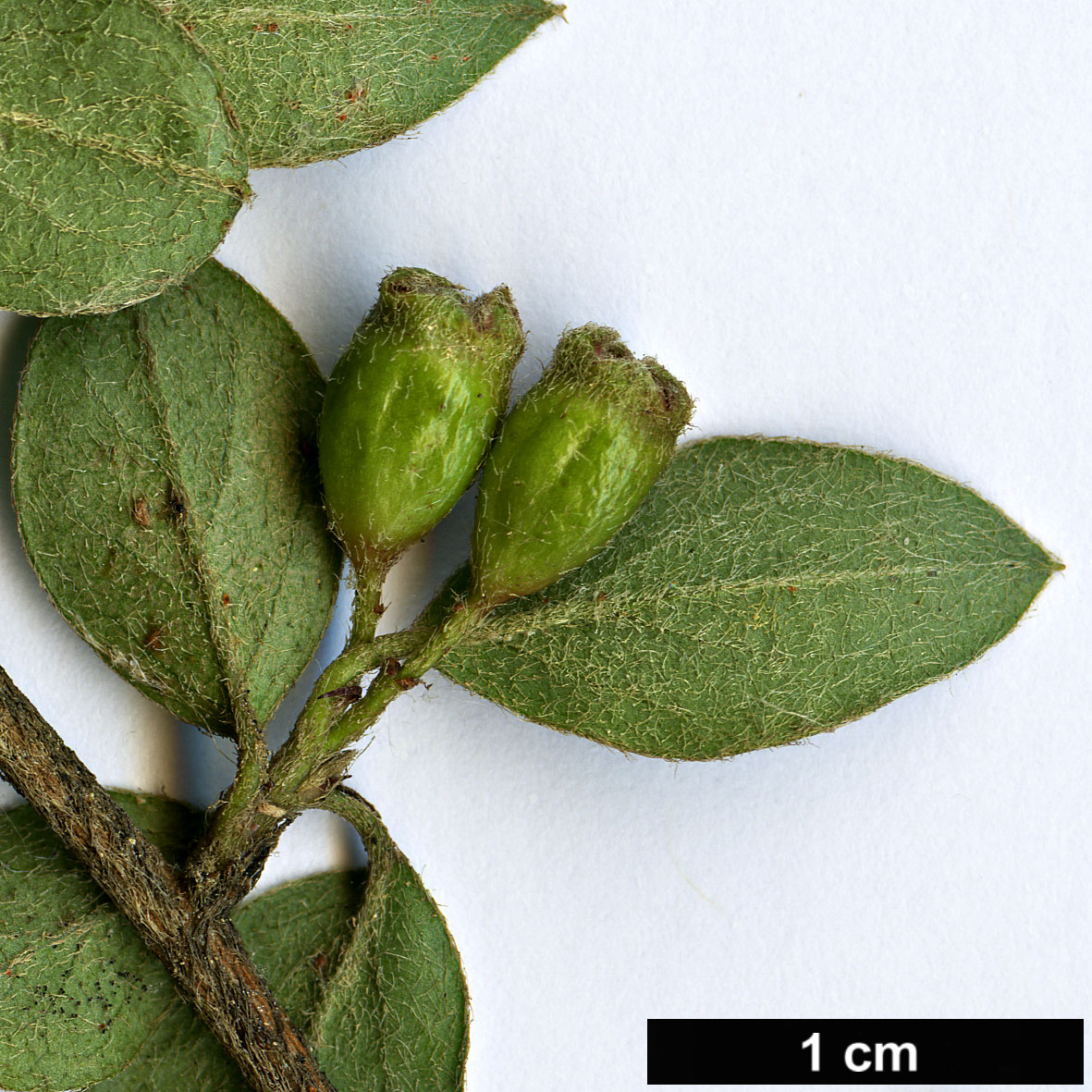 High resolution image: Family: Rosaceae - Genus: Cotoneaster - Taxon: marroninus