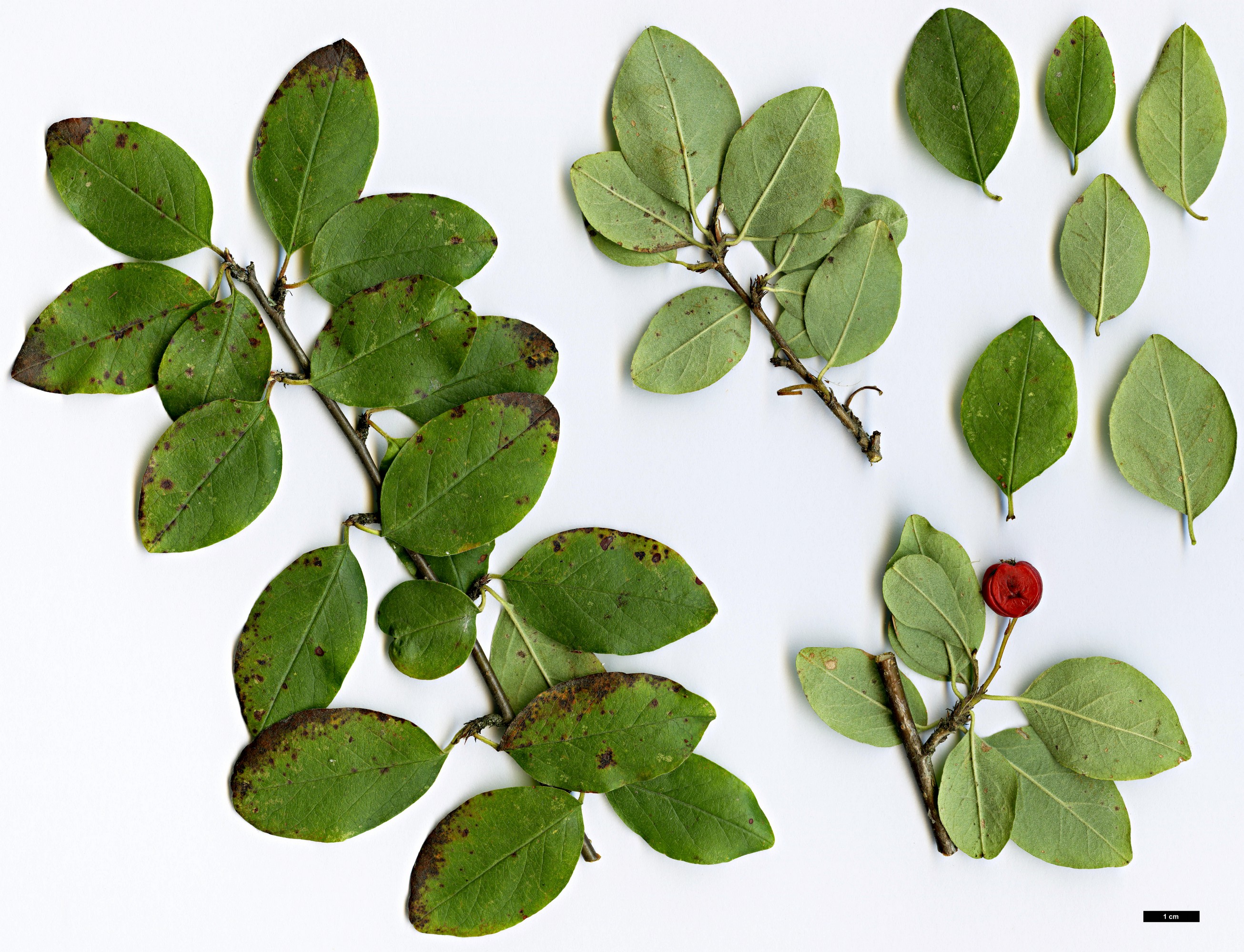High resolution image: Family: Rosaceae - Genus: Cotoneaster - Taxon: megalocarpus
