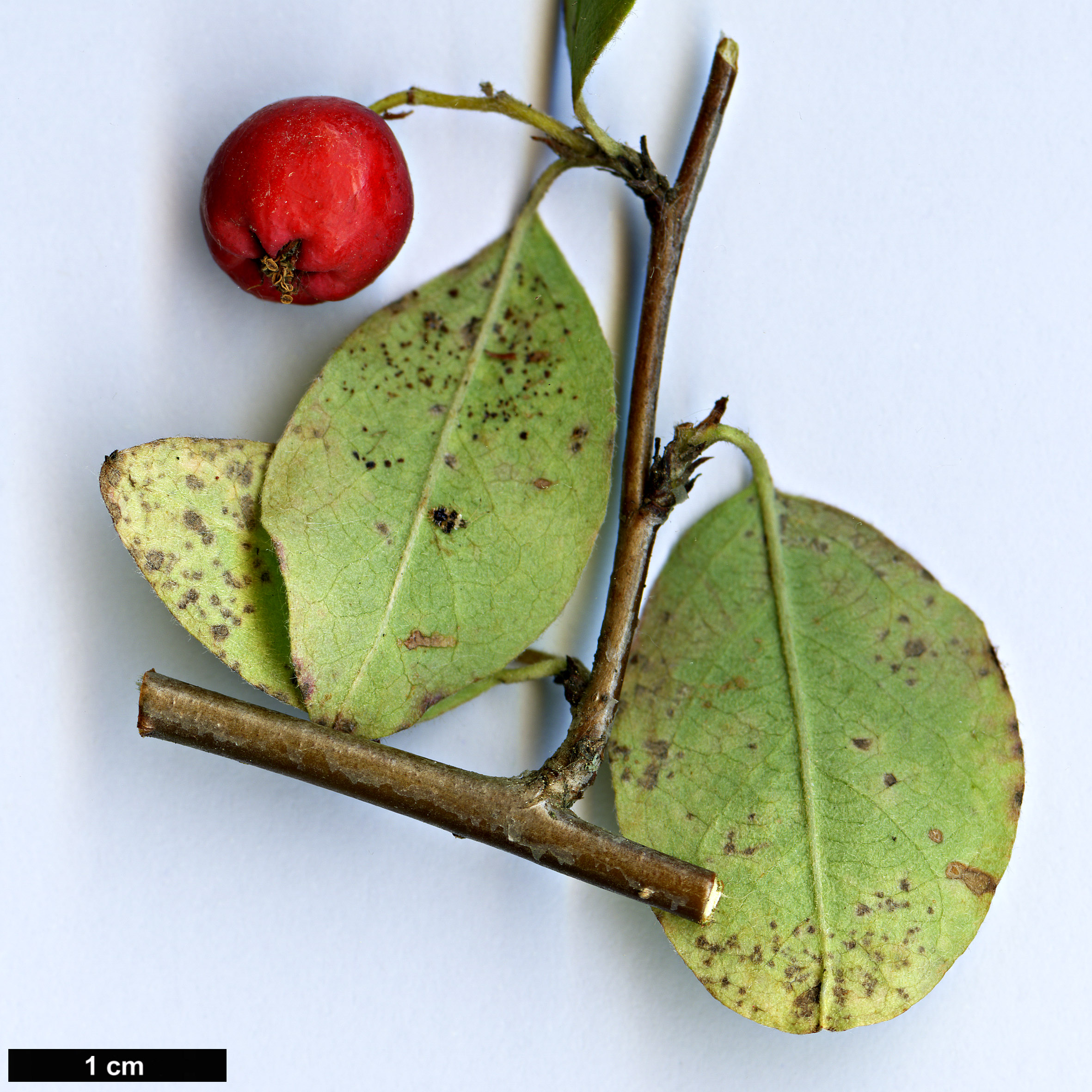 High resolution image: Family: Rosaceae - Genus: Cotoneaster - Taxon: megalocarpus