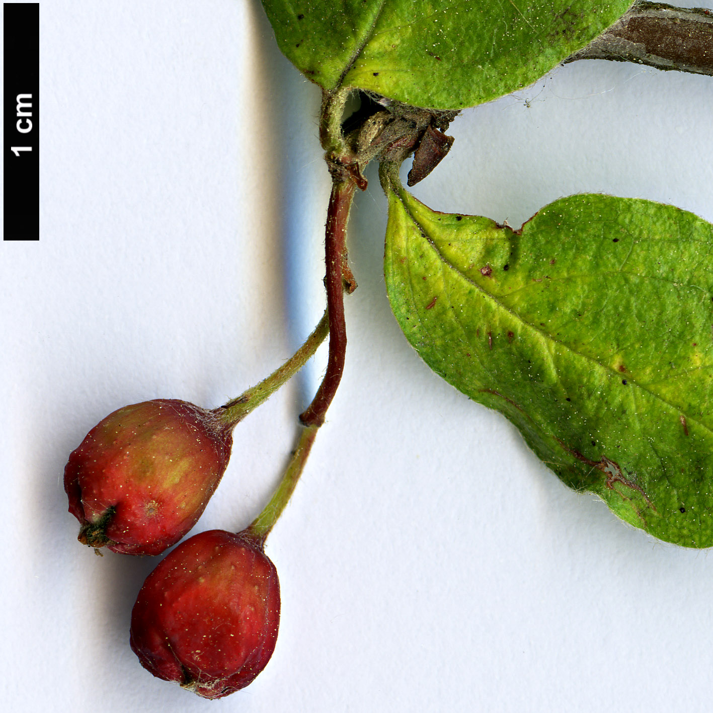 High resolution image: Family: Rosaceae - Genus: Cotoneaster - Taxon: melanocarpa