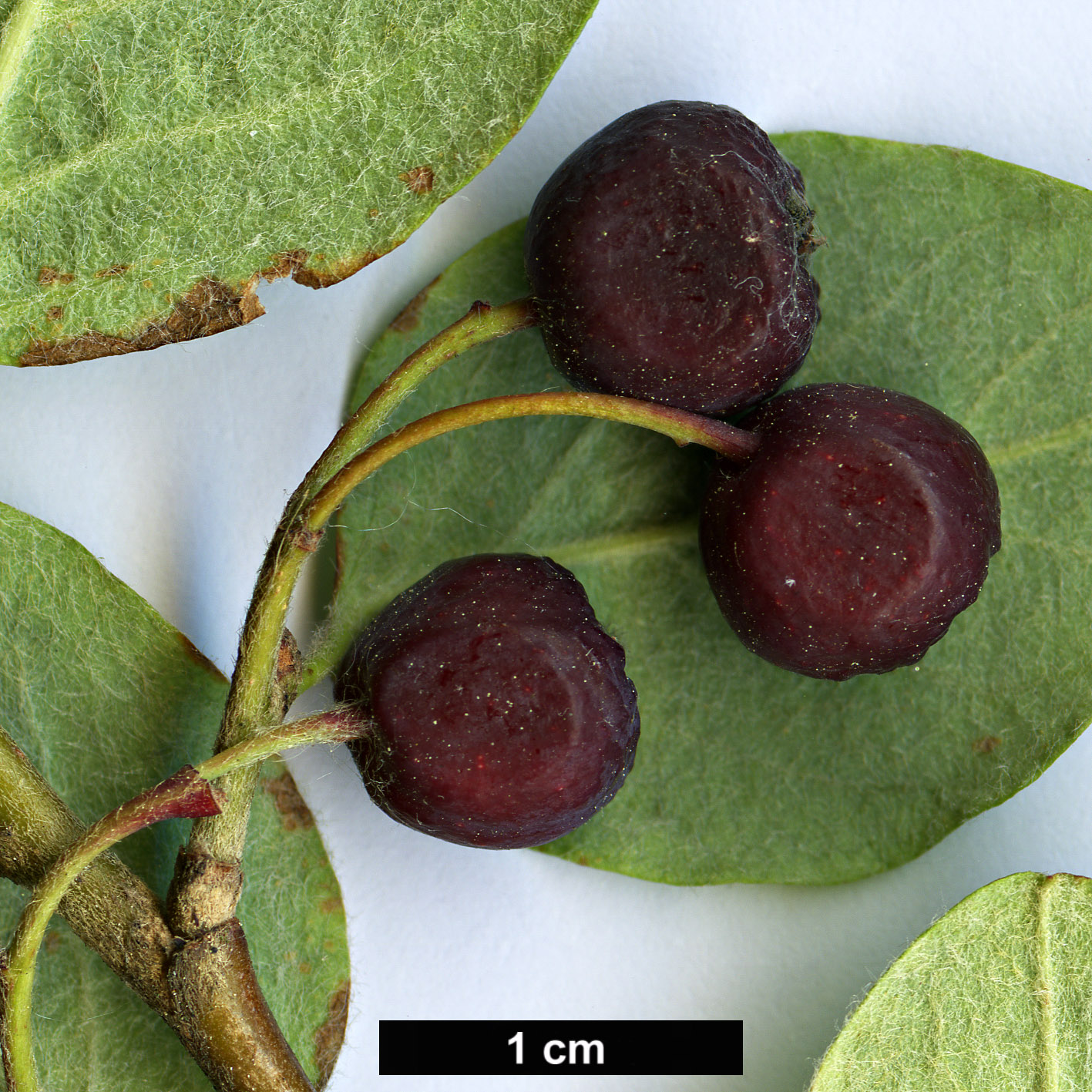 High resolution image: Family: Rosaceae - Genus: Cotoneaster - Taxon: melanocarpa