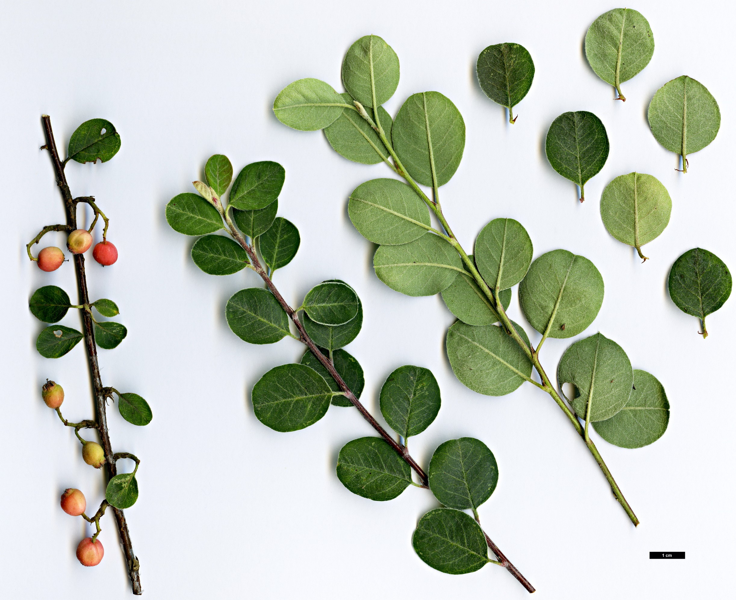 High resolution image: Family: Rosaceae - Genus: Cotoneaster - Taxon: microcarpus