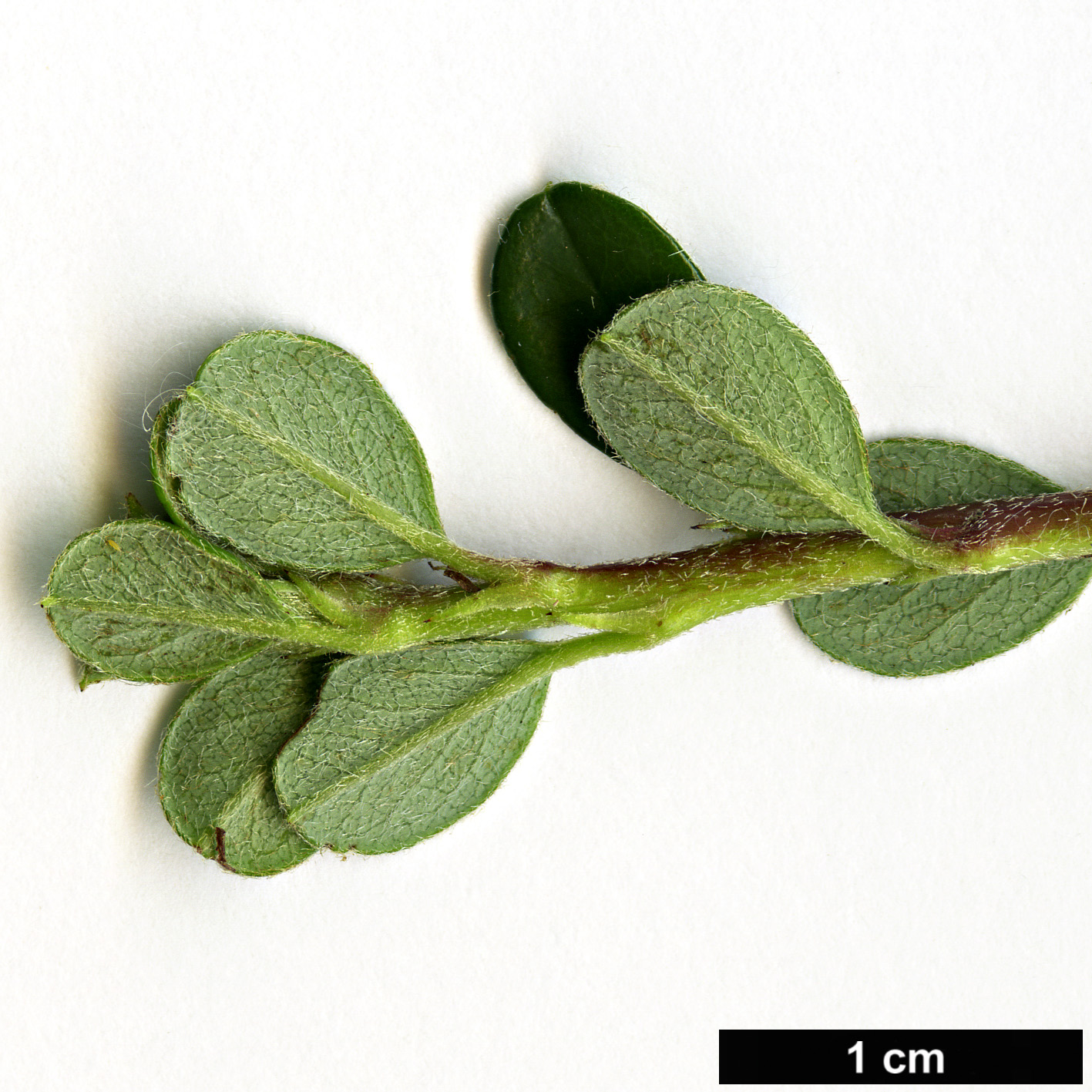 High resolution image: Family: Rosaceae - Genus: Cotoneaster - Taxon: micropyllus