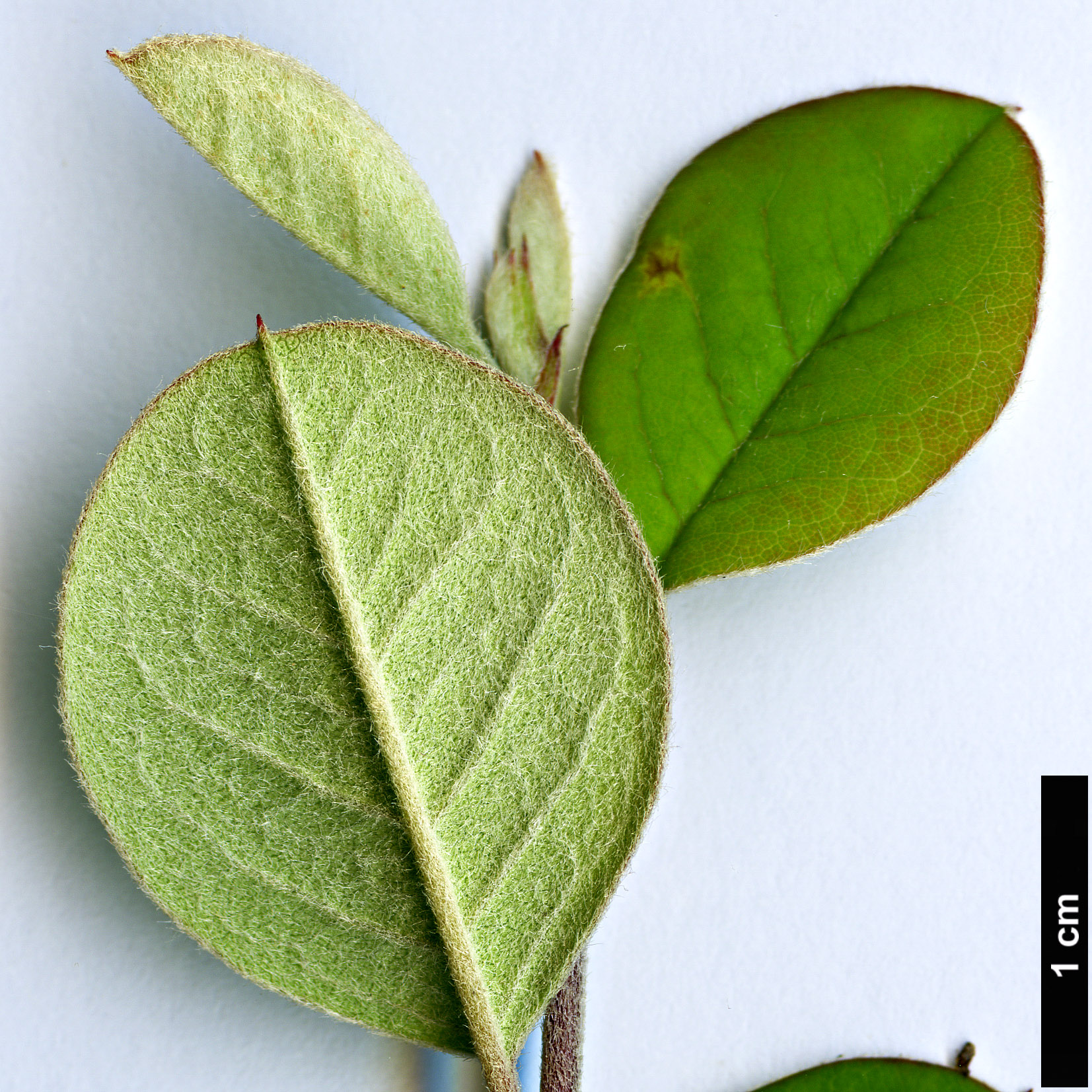 High resolution image: Family: Rosaceae - Genus: Cotoneaster - Taxon: monopyrenus