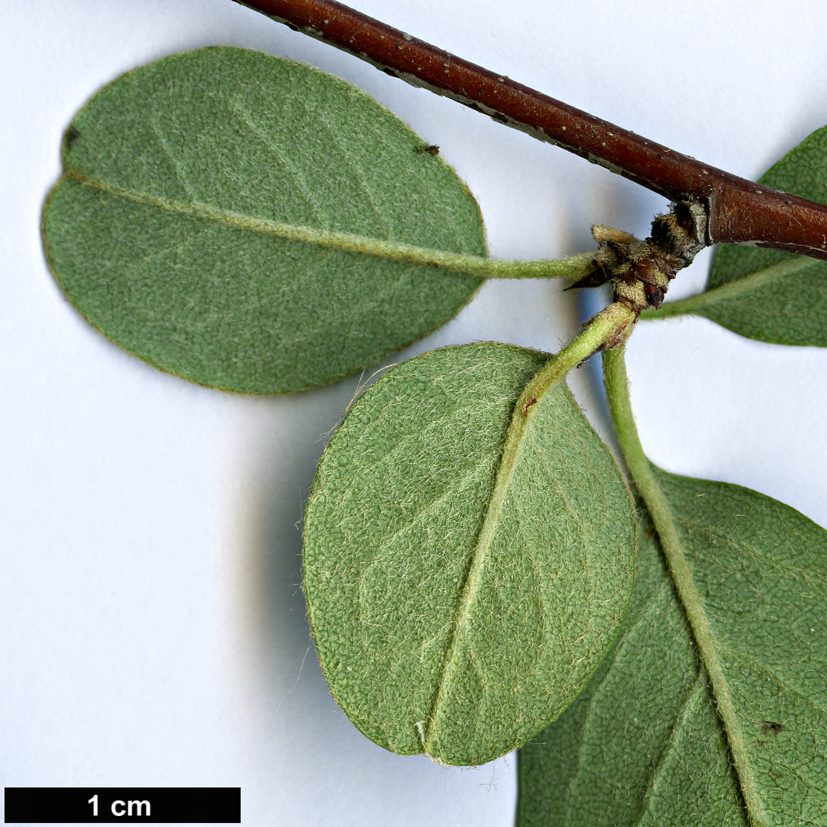 High resolution image: Family: Rosaceae - Genus: Cotoneaster - Taxon: monopyrenus