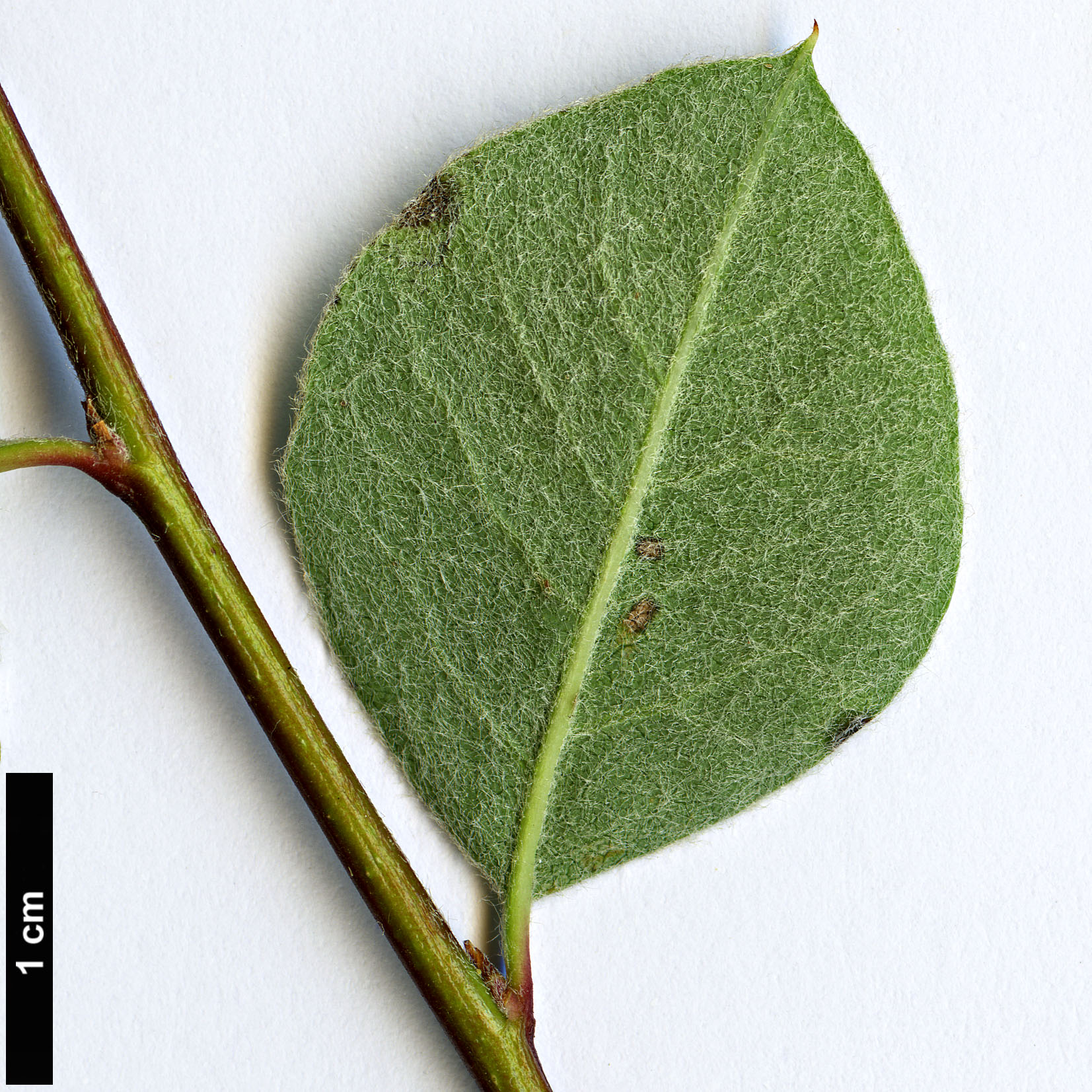 High resolution image: Family: Rosaceae - Genus: Cotoneaster - Taxon: morulus