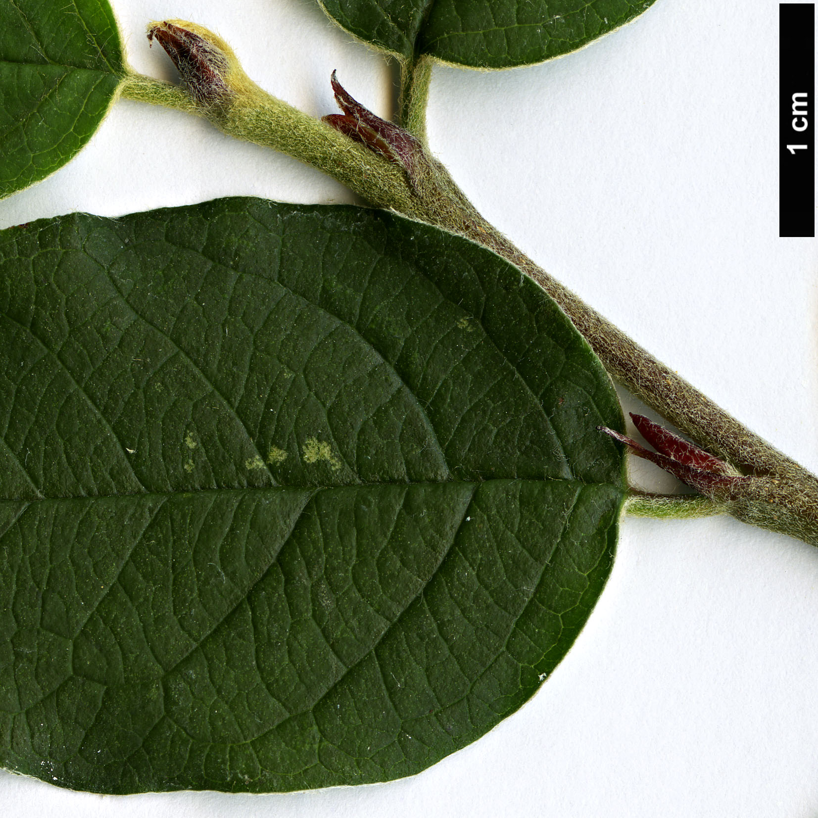 High resolution image: Family: Rosaceae - Genus: Cotoneaster - Taxon: neoantoninae