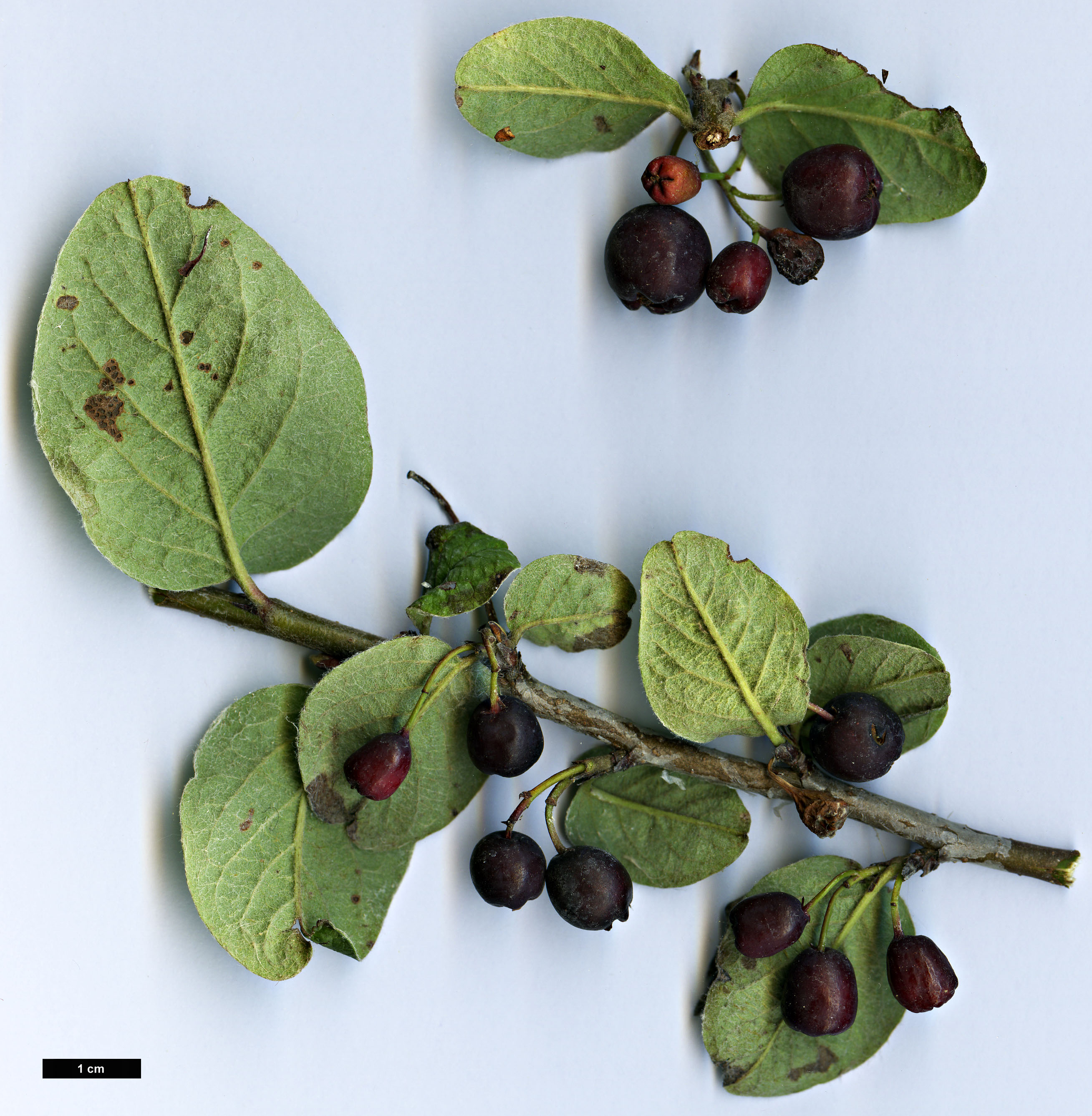High resolution image: Family: Rosaceae - Genus: Cotoneaster - Taxon: neoantoninae