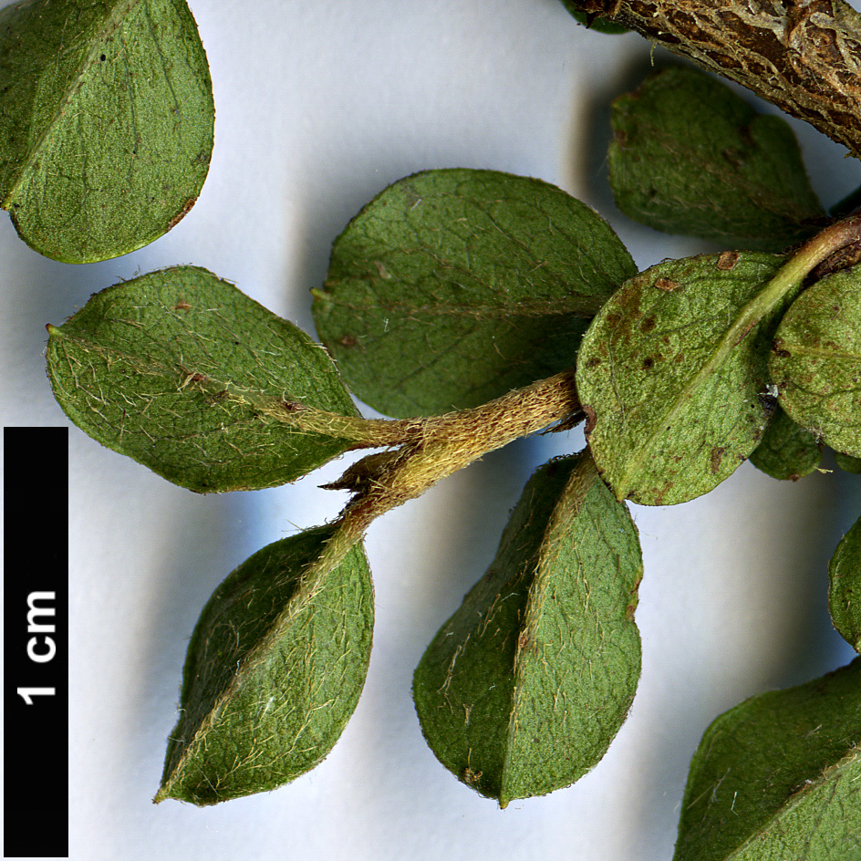 High resolution image: Family: Rosaceae - Genus: Cotoneaster - Taxon: nigroviridis
