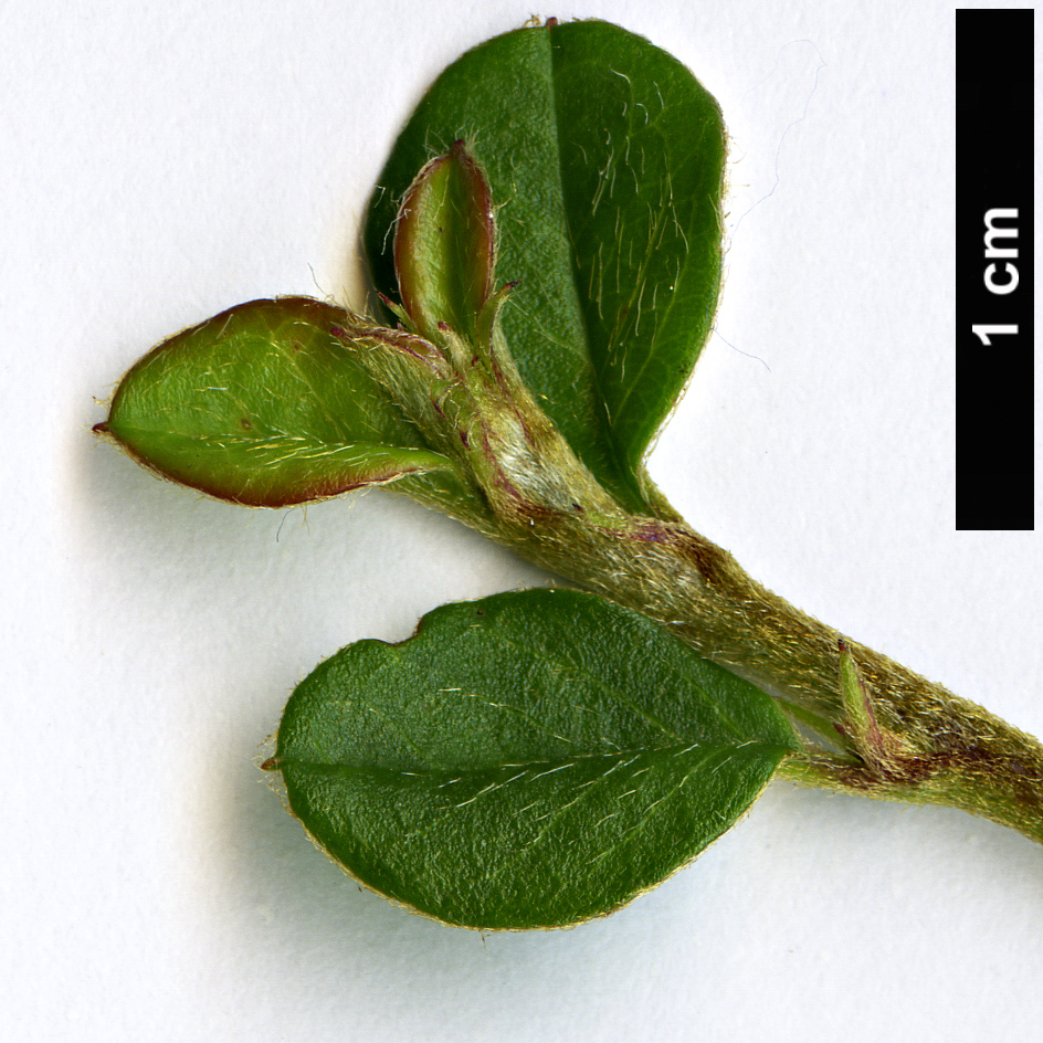 High resolution image: Family: Rosaceae - Genus: Cotoneaster - Taxon: nigroviridis