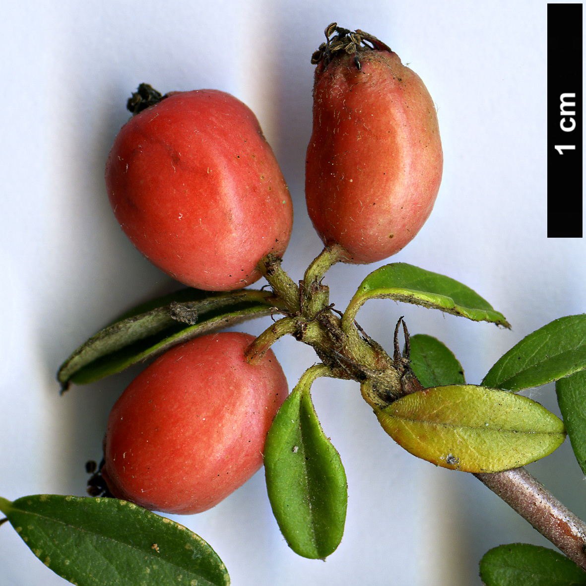 High resolution image: Family: Rosaceae - Genus: Cotoneaster - Taxon: pluriflorus