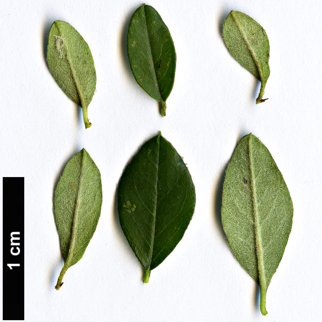 High resolution image: Family: Rosaceae - Genus: Cotoneaster - Taxon: pluriflorus