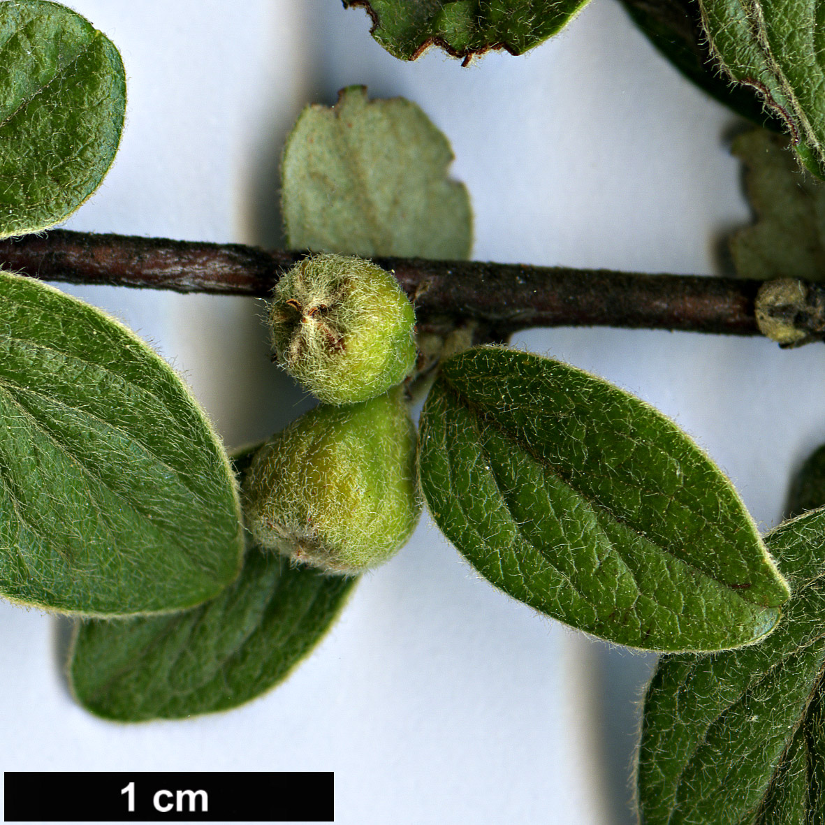 High resolution image: Family: Rosaceae - Genus: Cotoneaster - Taxon: polycarpus