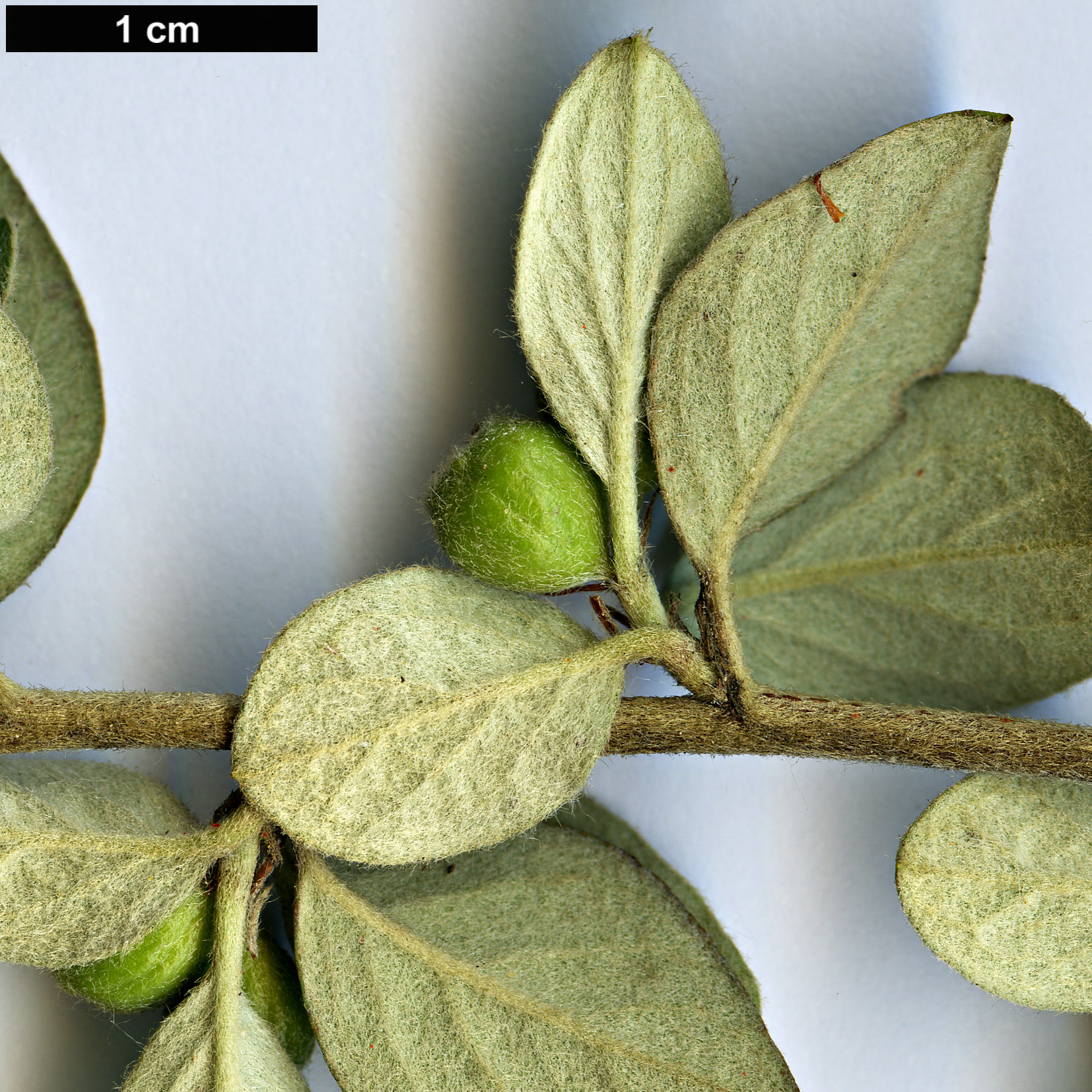 High resolution image: Family: Rosaceae - Genus: Cotoneaster - Taxon: polycarpus