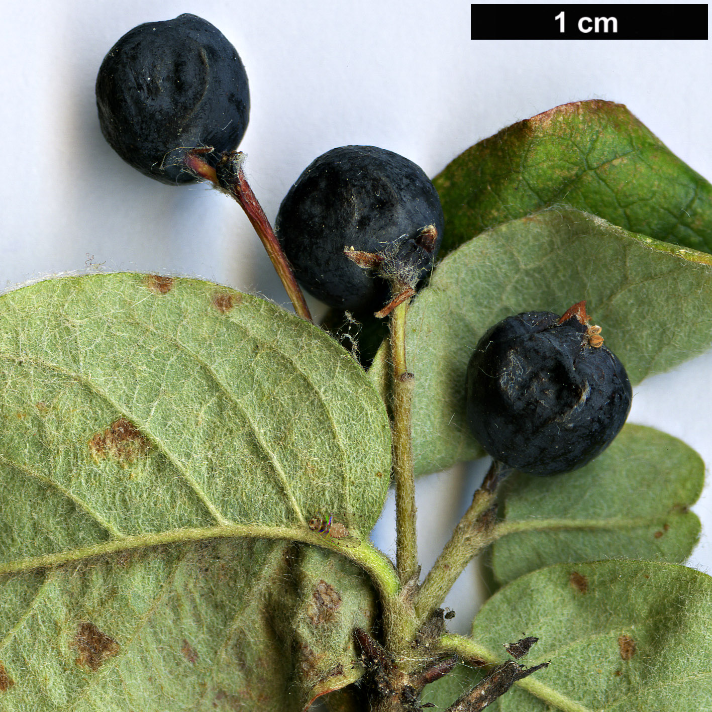 High resolution image: Family: Rosaceae - Genus: Cotoneaster - Taxon: popovii