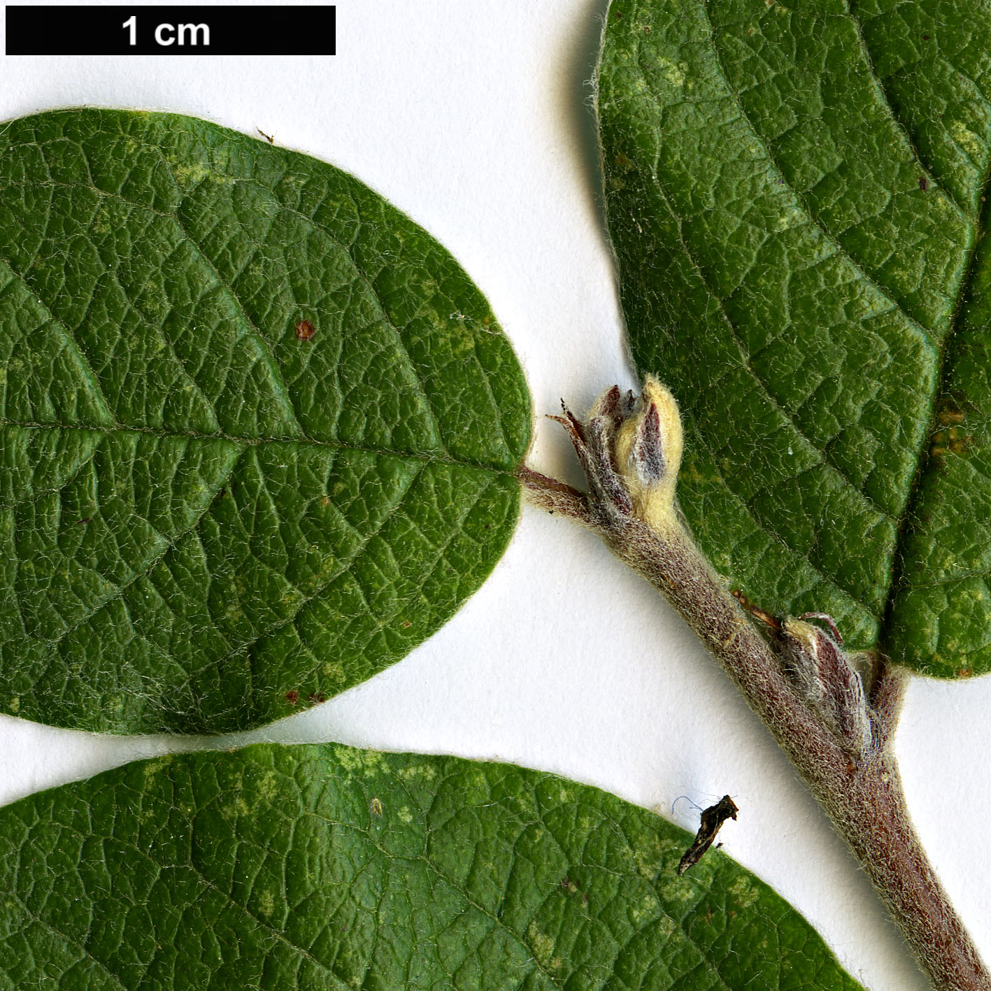 High resolution image: Family: Rosaceae - Genus: Cotoneaster - Taxon: popovii