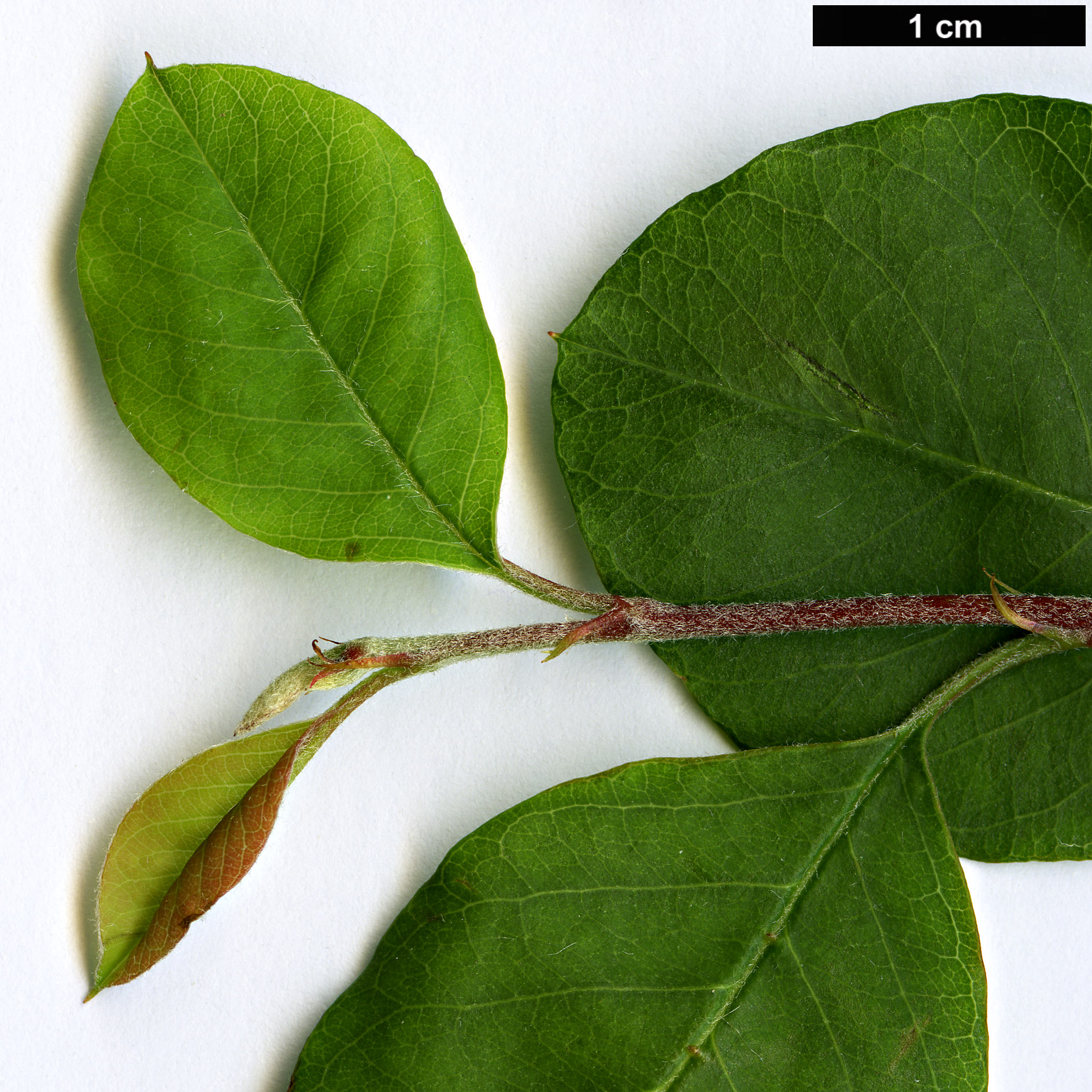 High resolution image: Family: Rosaceae - Genus: Cotoneaster - Taxon: pruinosus