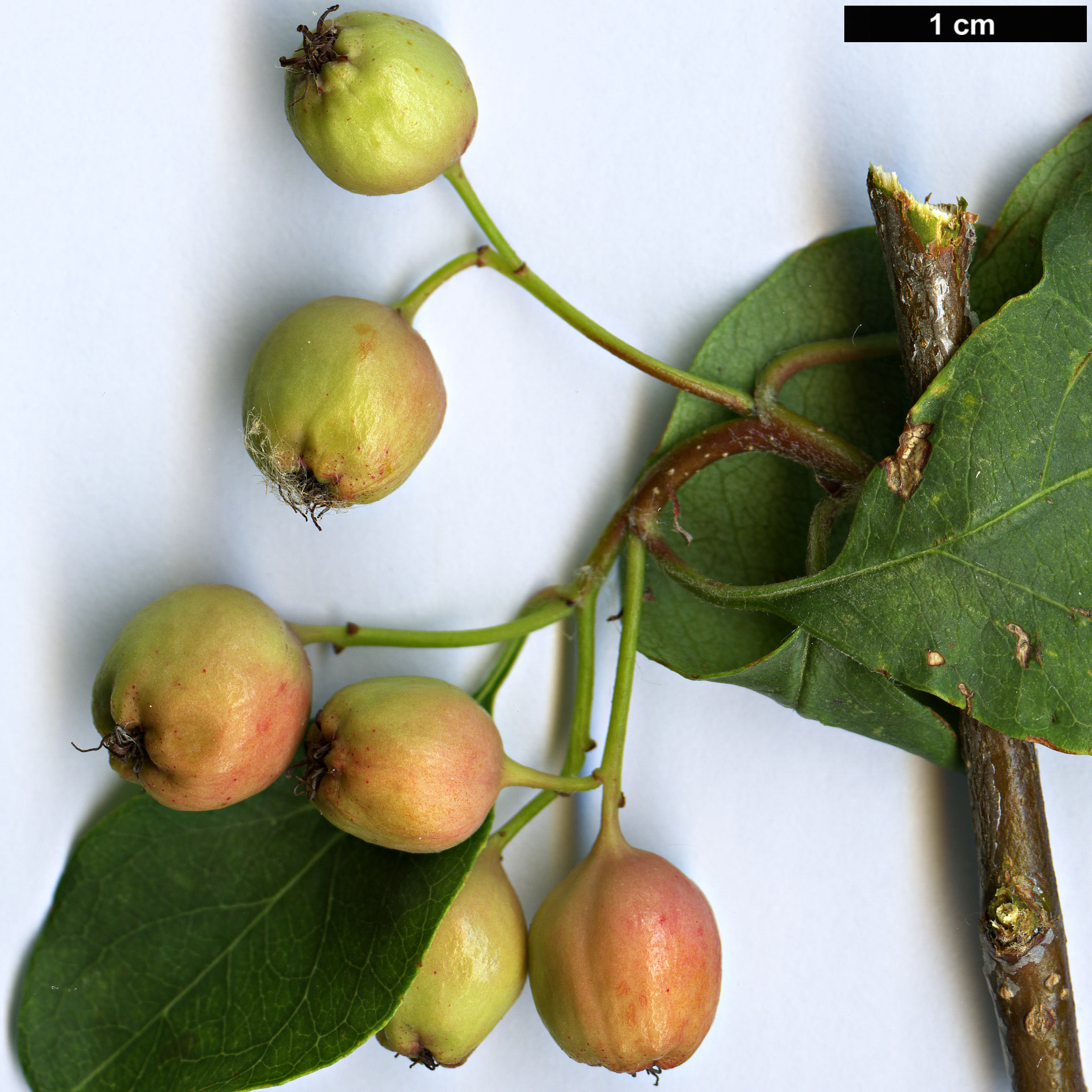 High resolution image: Family: Rosaceae - Genus: Cotoneaster - Taxon: pruinosus