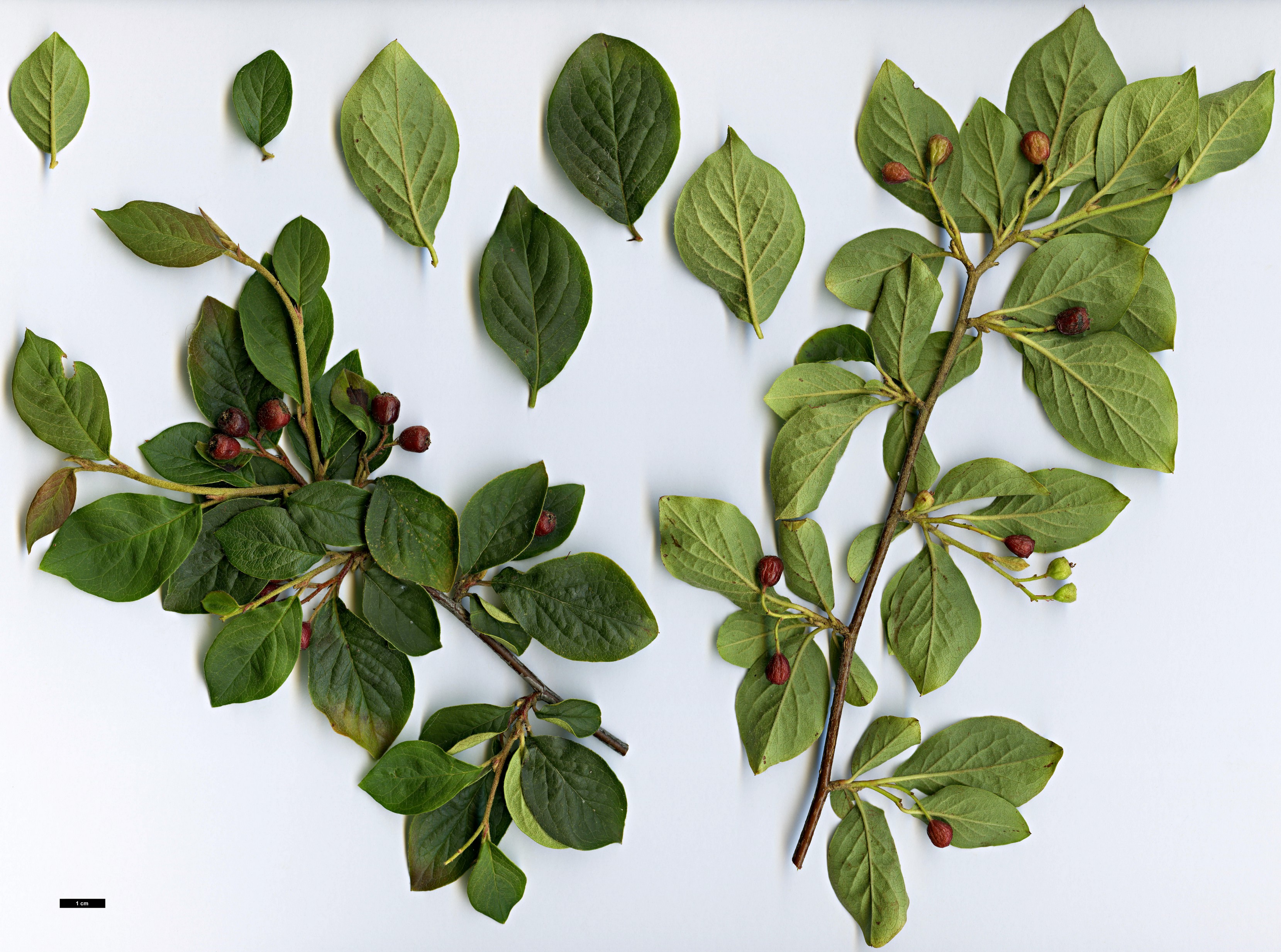 High resolution image: Family: Rosaceae - Genus: Cotoneaster - Taxon: pseudoambiguus