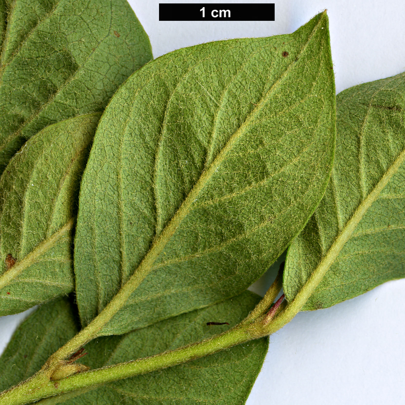 High resolution image: Family: Rosaceae - Genus: Cotoneaster - Taxon: pseudoambiguus