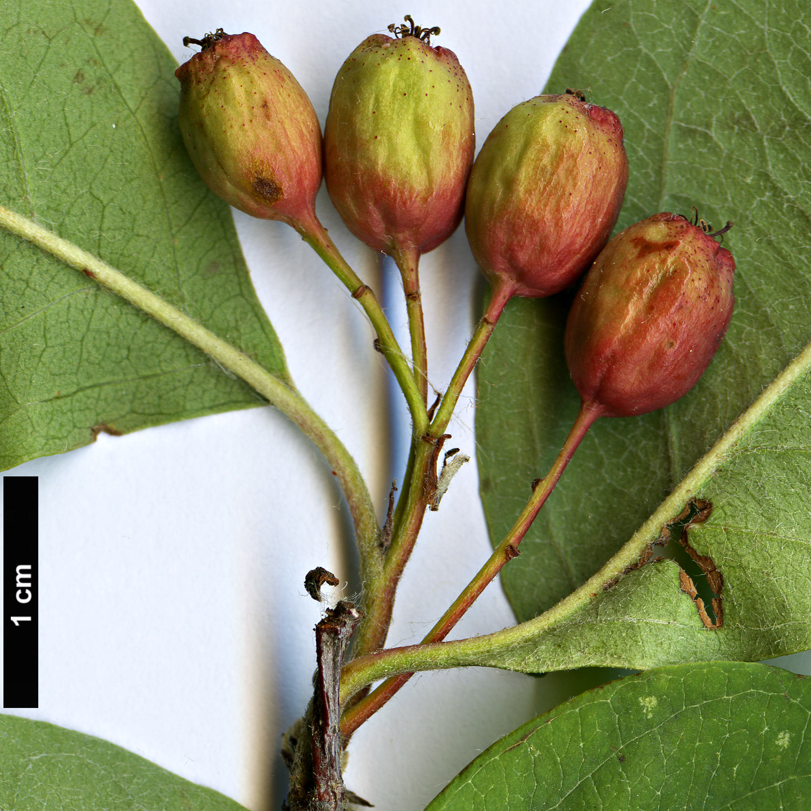 High resolution image: Family: Rosaceae - Genus: Cotoneaster - Taxon: purpurascens