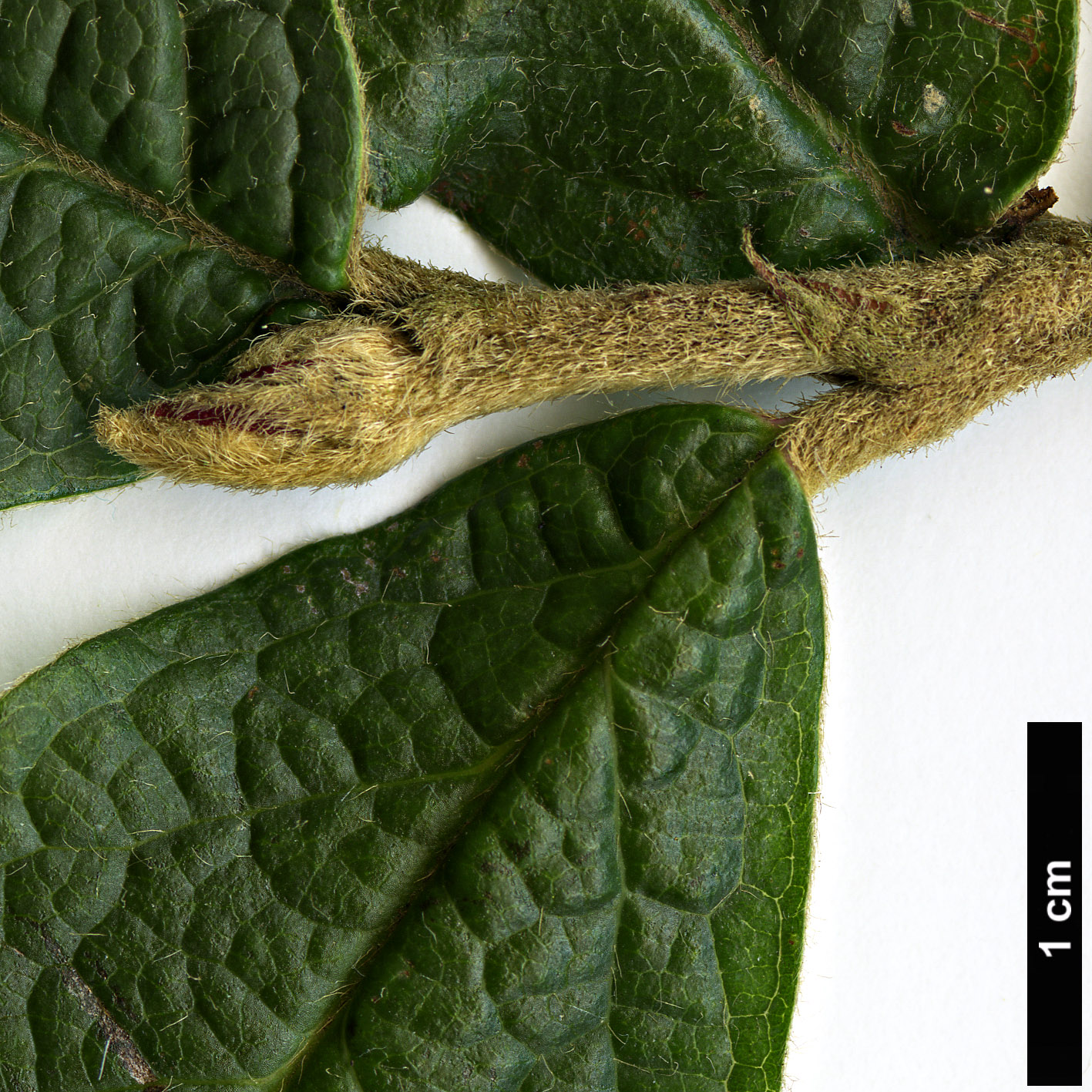 High resolution image: Family: Rosaceae - Genus: Cotoneaster - Taxon: rehderi