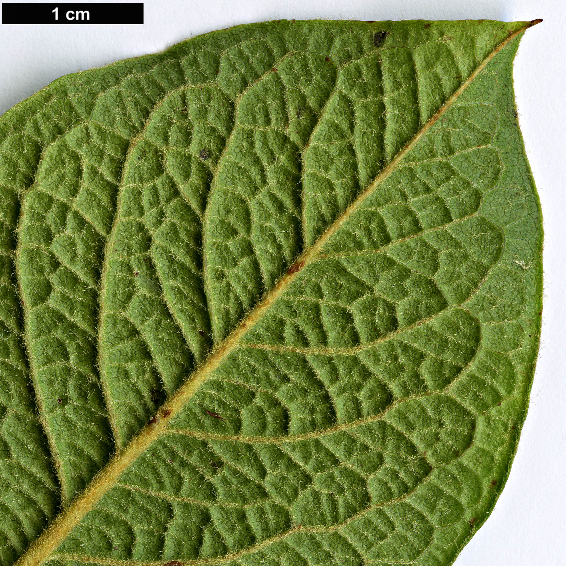 High resolution image: Family: Rosaceae - Genus: Cotoneaster - Taxon: rehderi