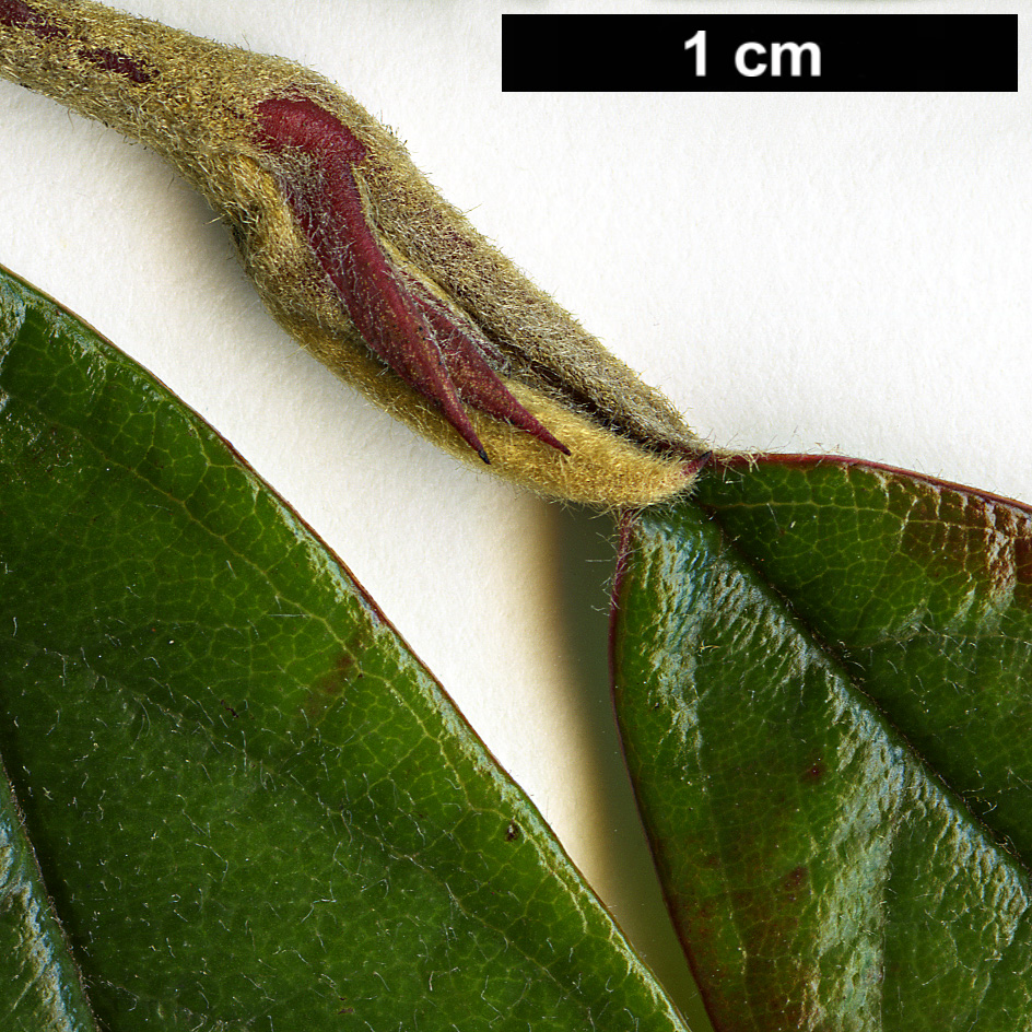 High resolution image: Family: Rosaceae - Genus: Cotoneaster - Taxon: rhytidophyllus