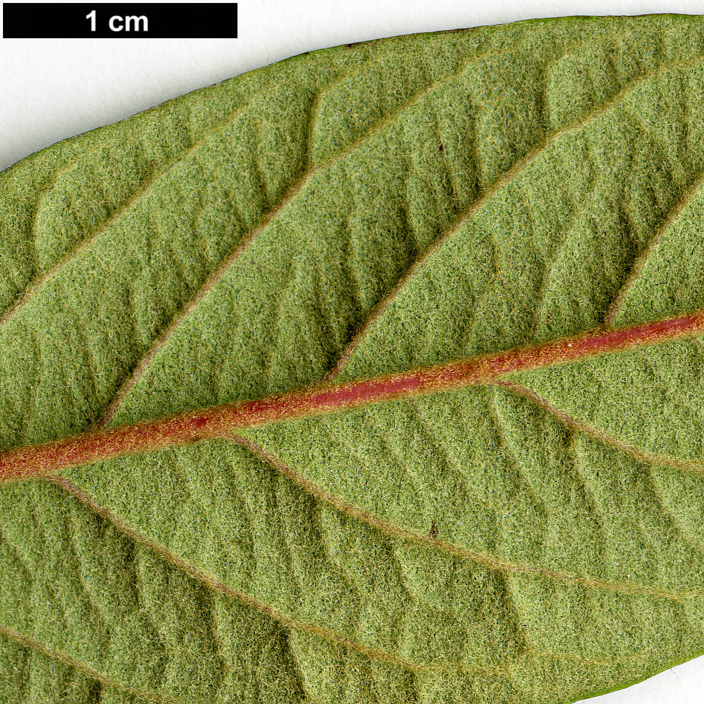 High resolution image: Family: Rosaceae - Genus: Cotoneaster - Taxon: rhytidophyllus
