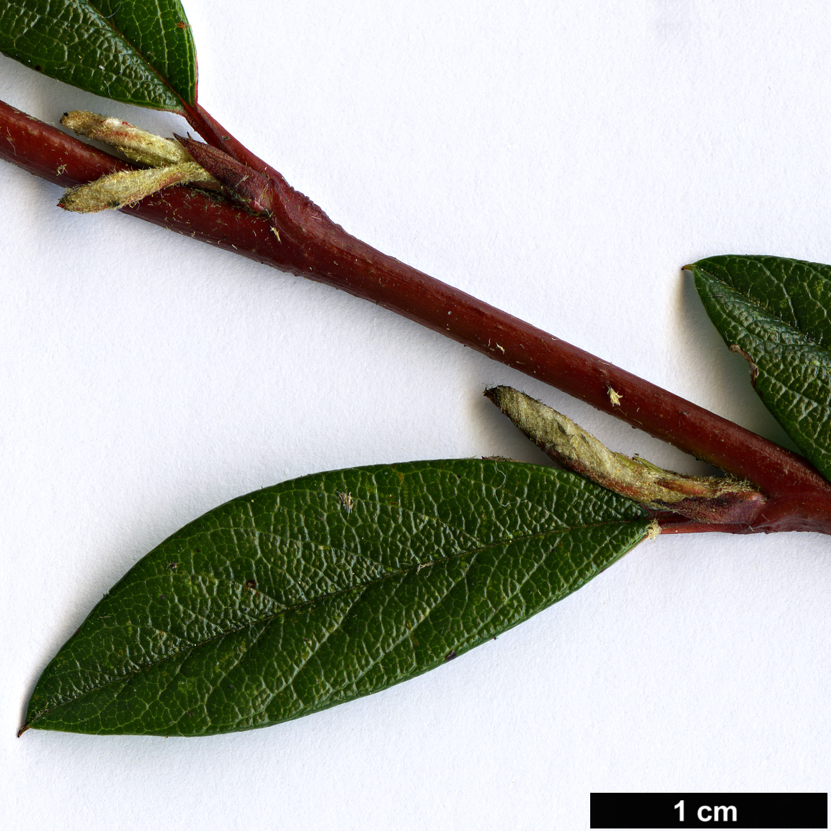 High resolution image: Family: Rosaceae - Genus: Cotoneaster - Taxon: salicifolius - SpeciesSub: ’Parkteppich’