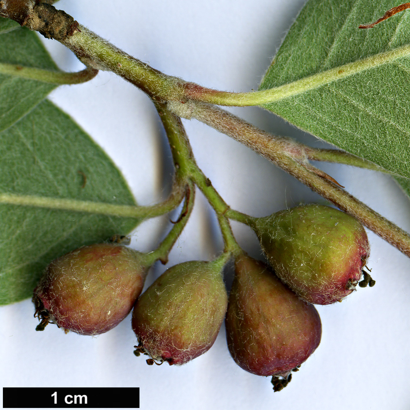 High resolution image: Family: Rosaceae - Genus: Cotoneaster - Taxon: saxatilis