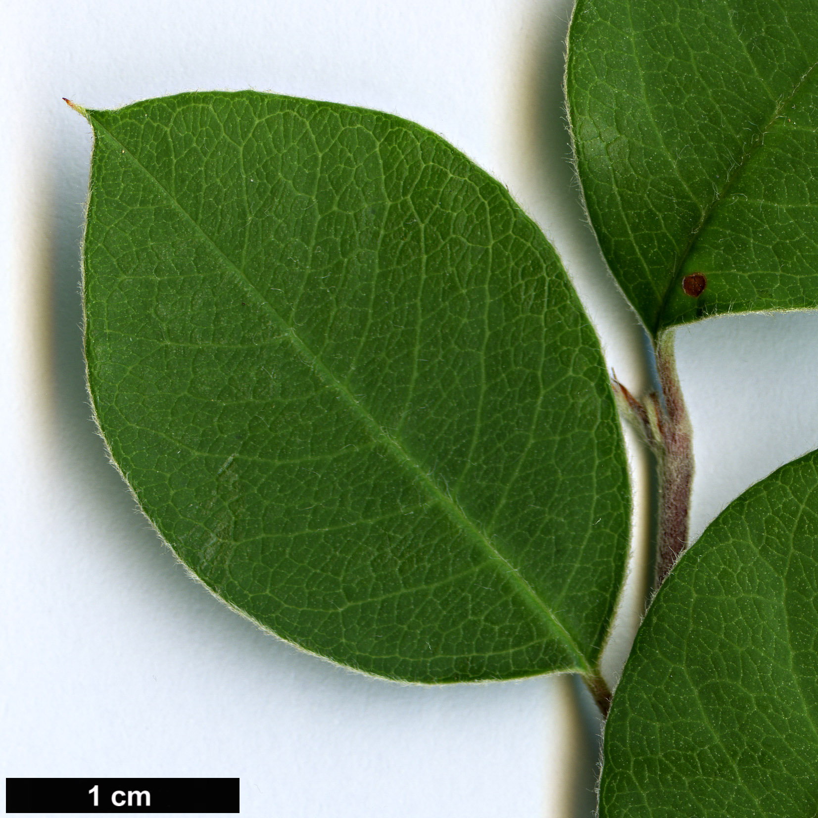 High resolution image: Family: Rosaceae - Genus: Cotoneaster - Taxon: saxatilis