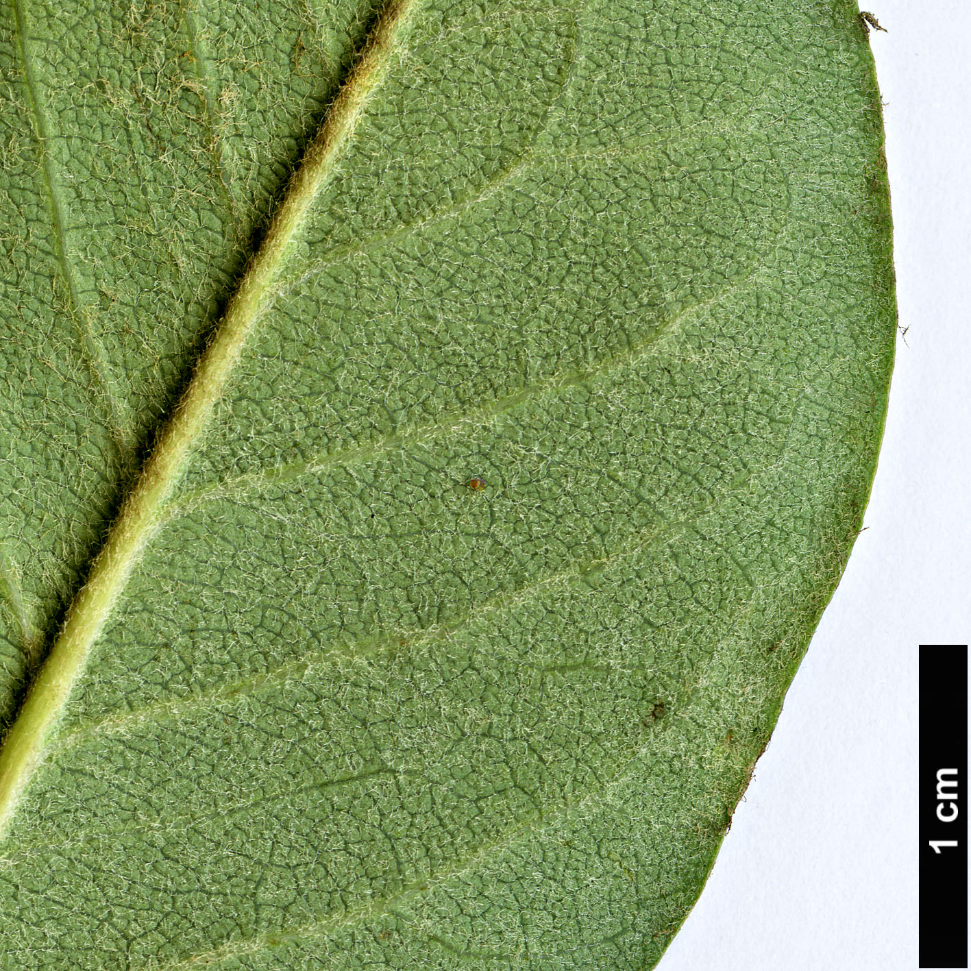 High resolution image: Family: Rosaceae - Genus: Cotoneaster - Taxon: serotinus