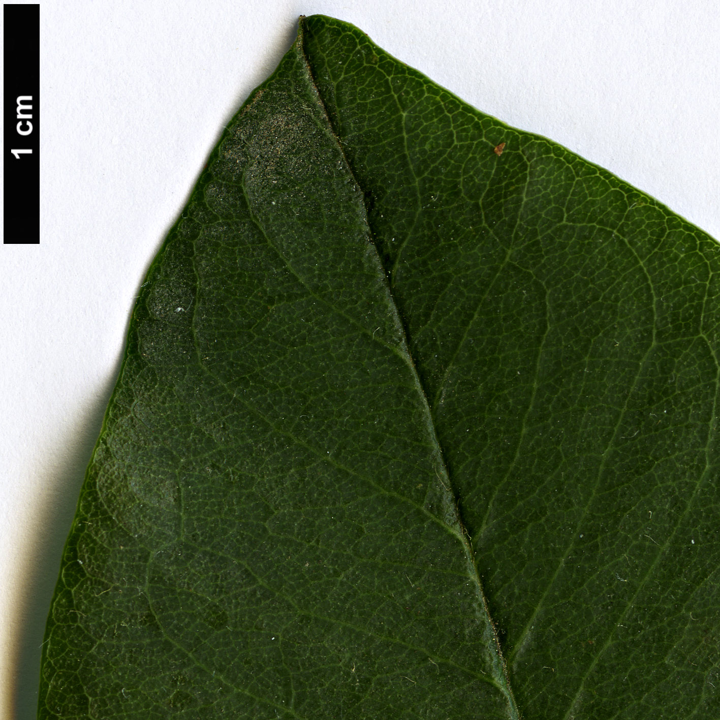 High resolution image: Family: Rosaceae - Genus: Cotoneaster - Taxon: serotinus