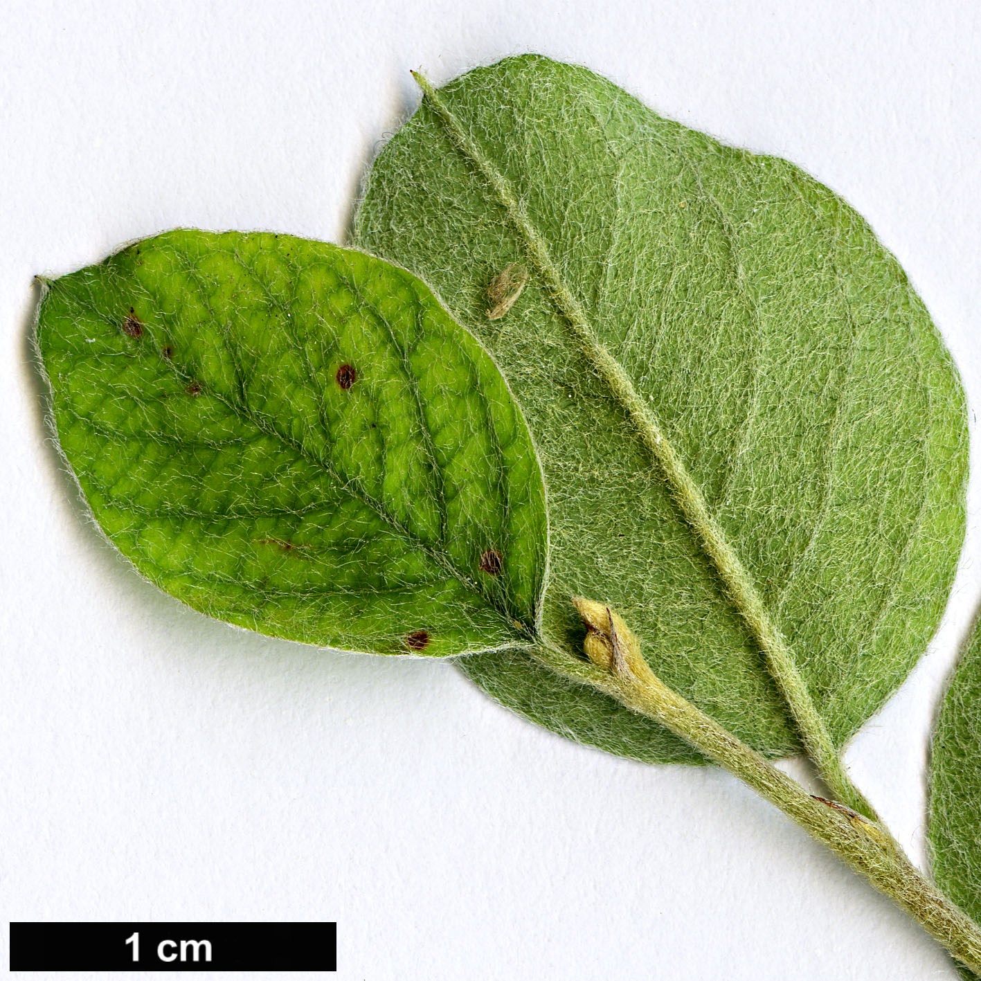 High resolution image: Family: Rosaceae - Genus: Cotoneaster - Taxon: shansiensis