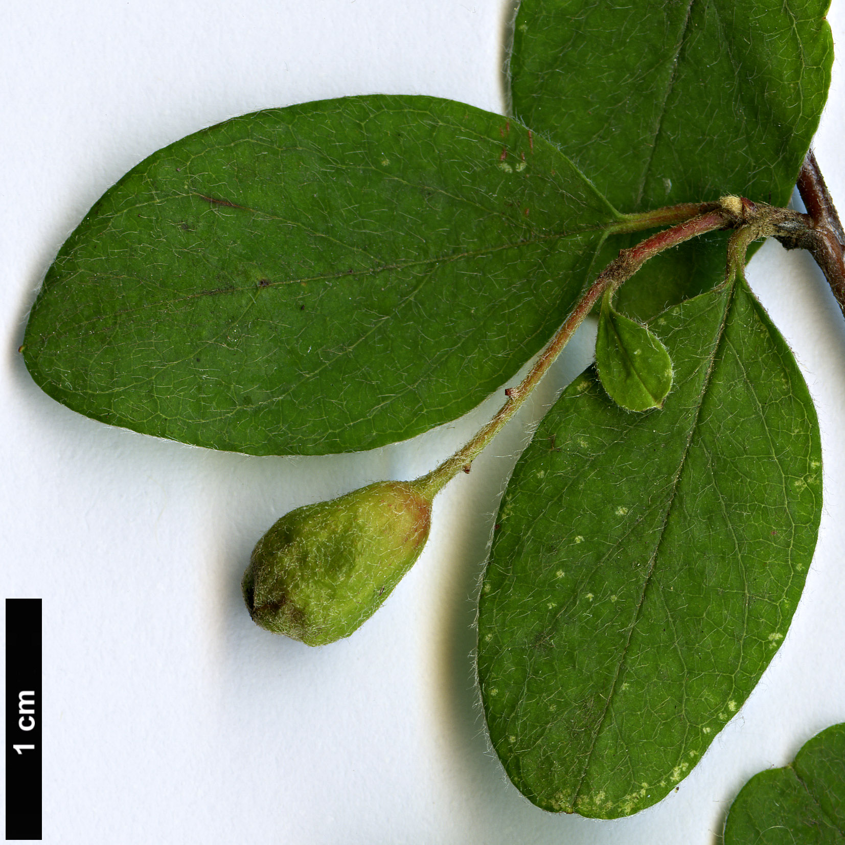 High resolution image: Family: Rosaceae - Genus: Cotoneaster - Taxon: shansiensis