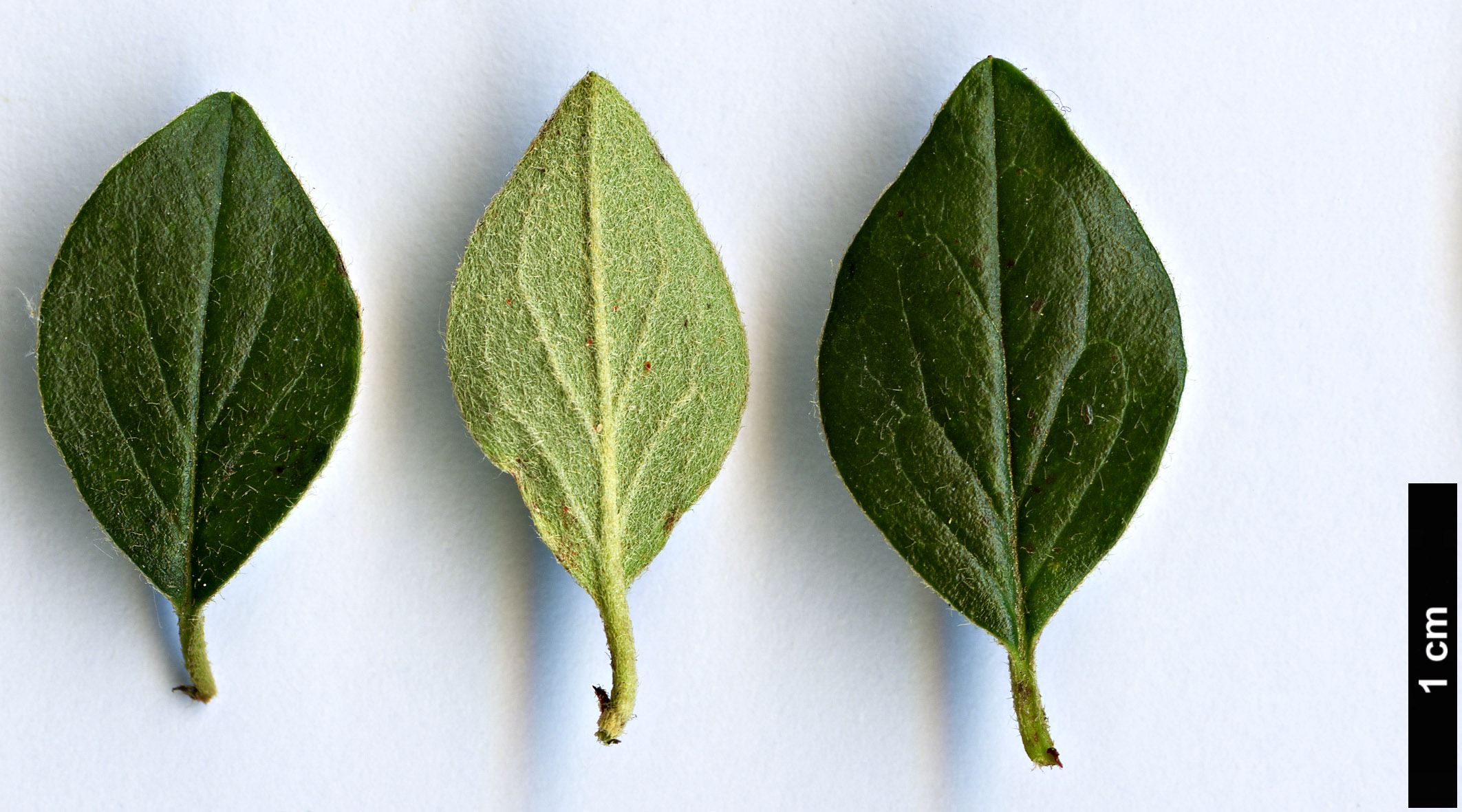 High resolution image: Family: Rosaceae - Genus: Cotoneaster - Taxon: splendens