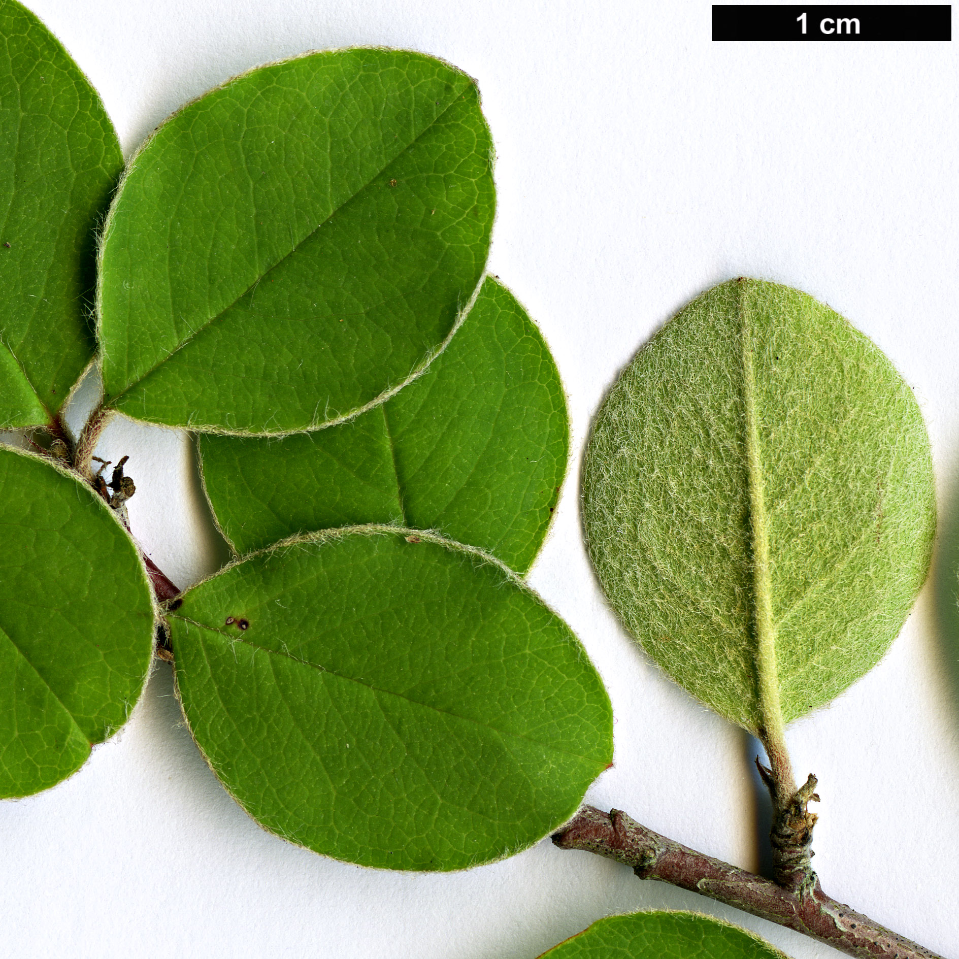 High resolution image: Family: Rosaceae - Genus: Cotoneaster - Taxon: subacutus