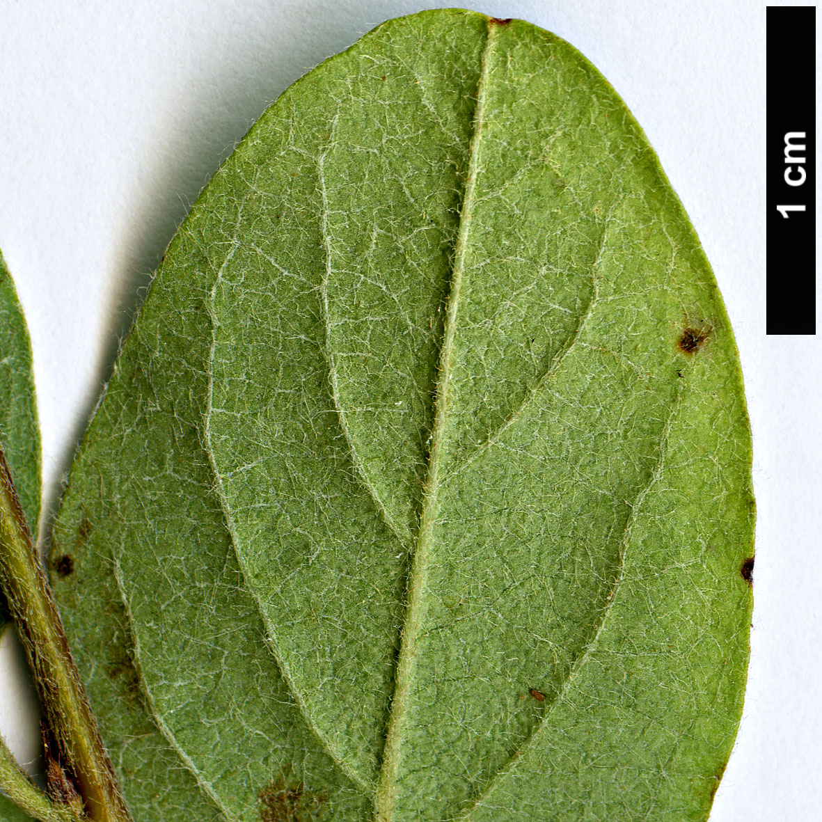 High resolution image: Family: Rosaceae - Genus: Cotoneaster - Taxon: svenhedinii