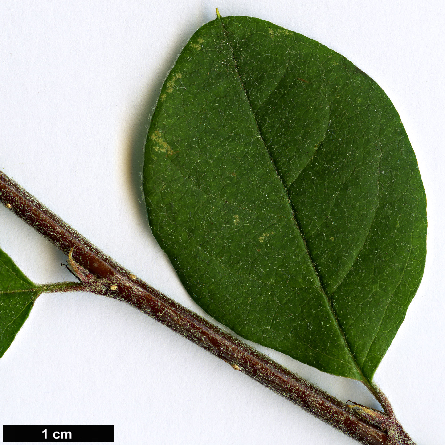 High resolution image: Family: Rosaceae - Genus: Cotoneaster - Taxon: svenhedinii