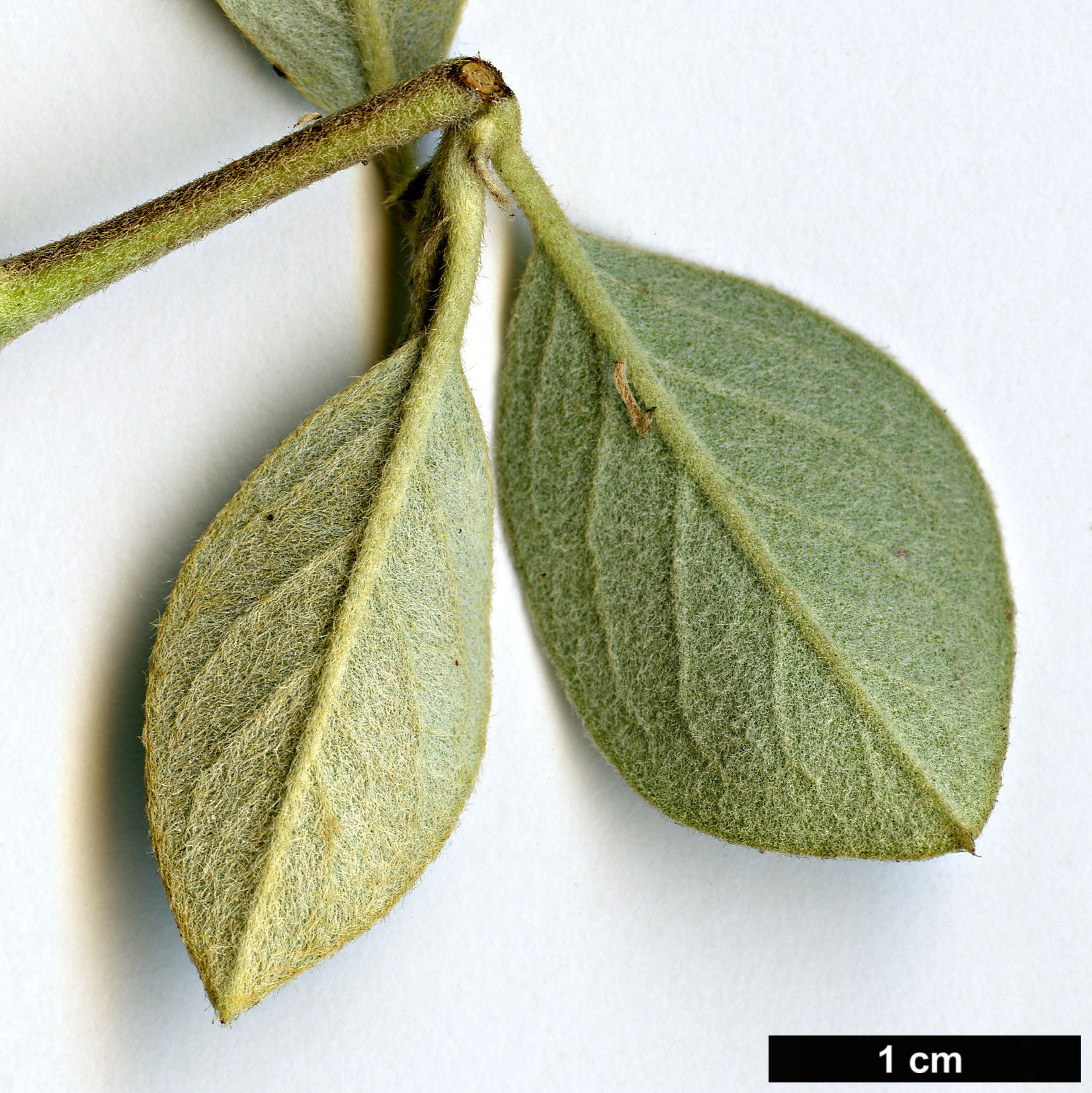 High resolution image: Family: Rosaceae - Genus: Cotoneaster - Taxon: tardiflorus