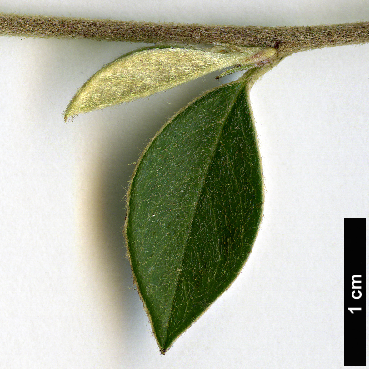High resolution image: Family: Rosaceae - Genus: Cotoneaster - Taxon: tardiflorus