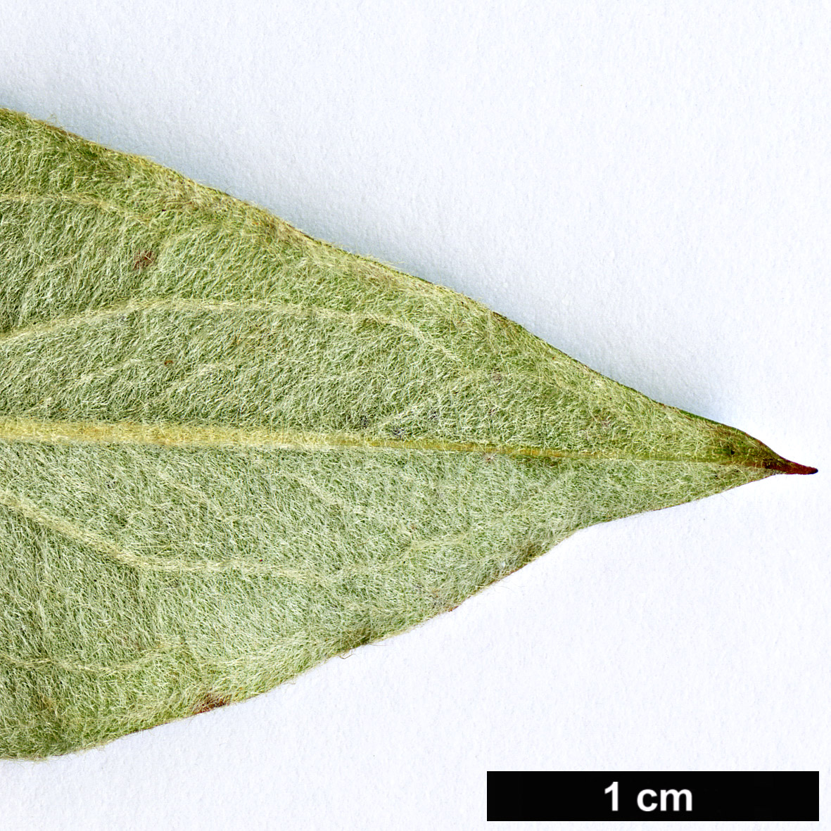High resolution image: Family: Rosaceae - Genus: Cotoneaster - Taxon: tengyuehensis