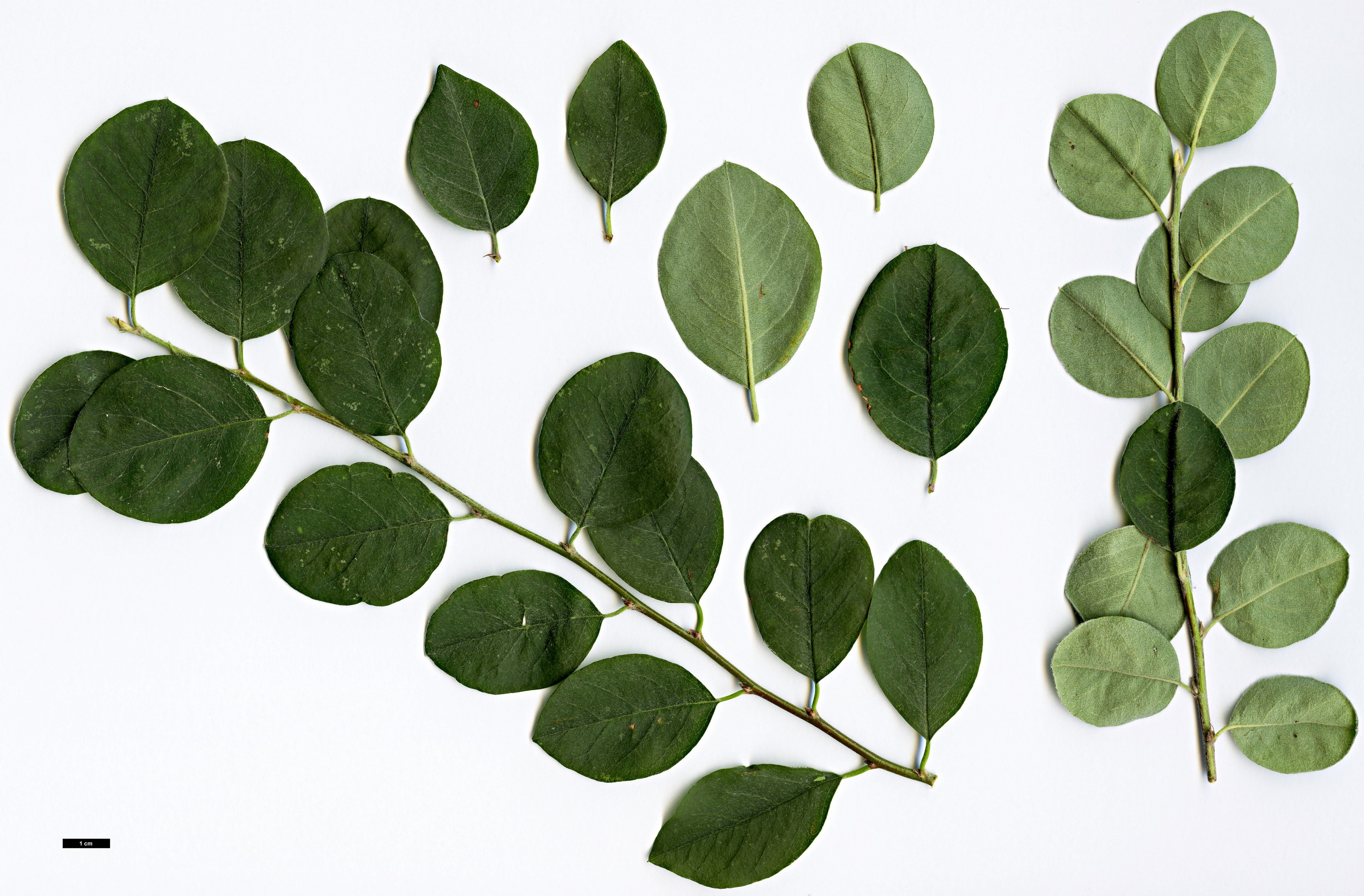 High resolution image: Family: Rosaceae - Genus: Cotoneaster - Taxon: tomentellus