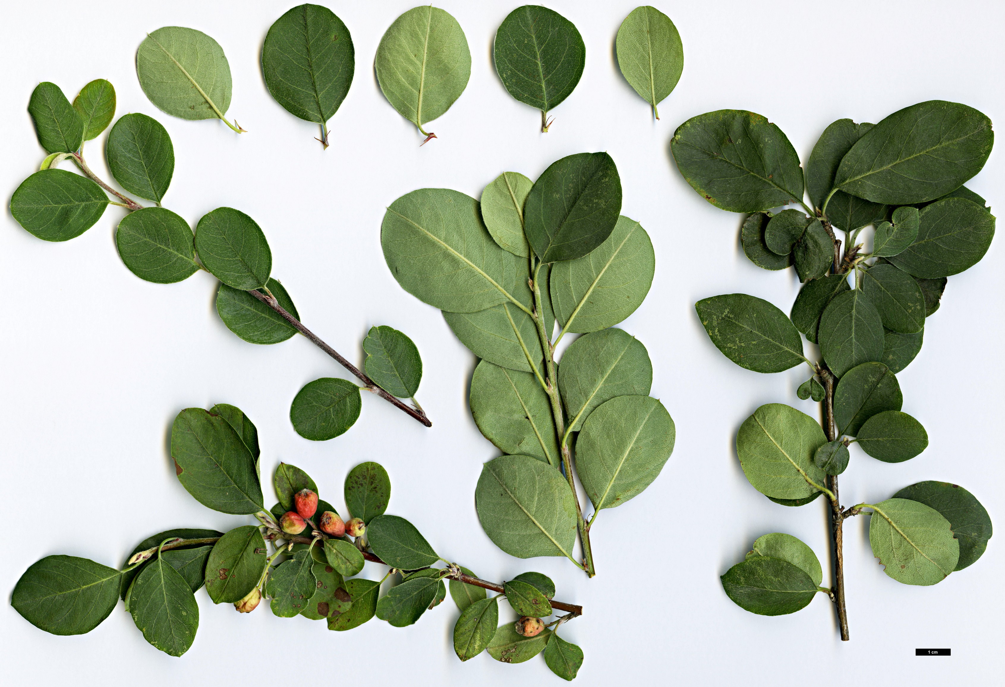 High resolution image: Family: Rosaceae - Genus: Cotoneaster - Taxon: tomentellus