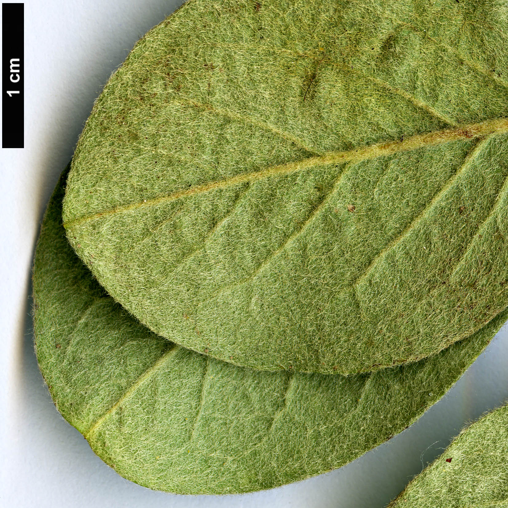High resolution image: Family: Rosaceae - Genus: Cotoneaster - Taxon: tomentosus