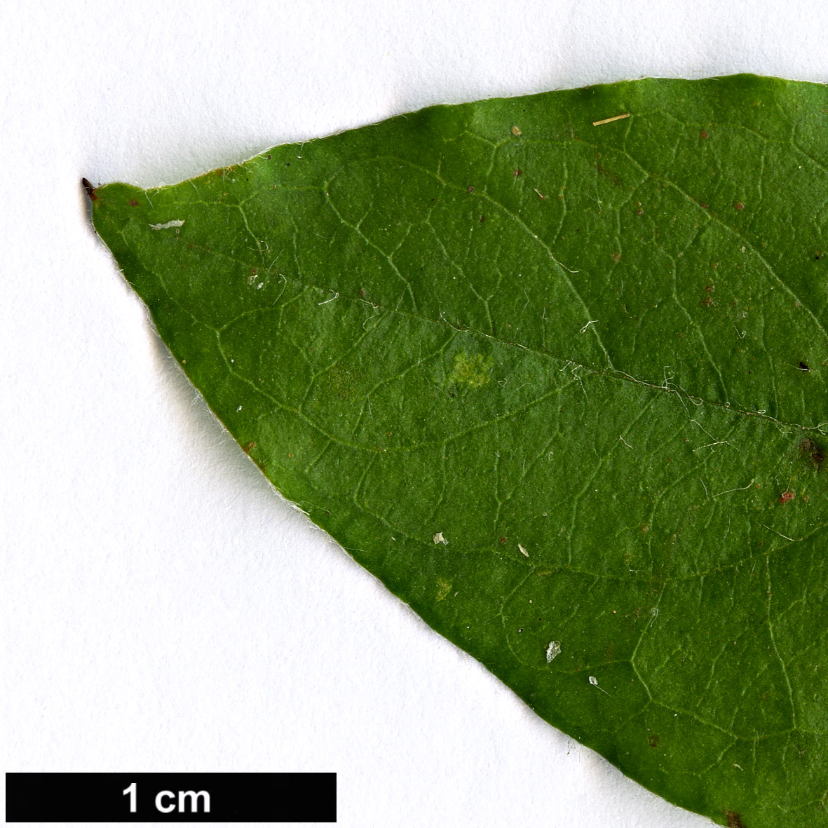 High resolution image: Family: Rosaceae - Genus: Cotoneaster - Taxon: tumeticus